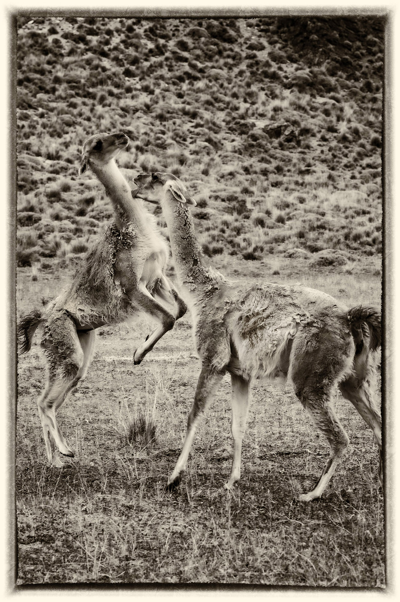 45 Guanaco