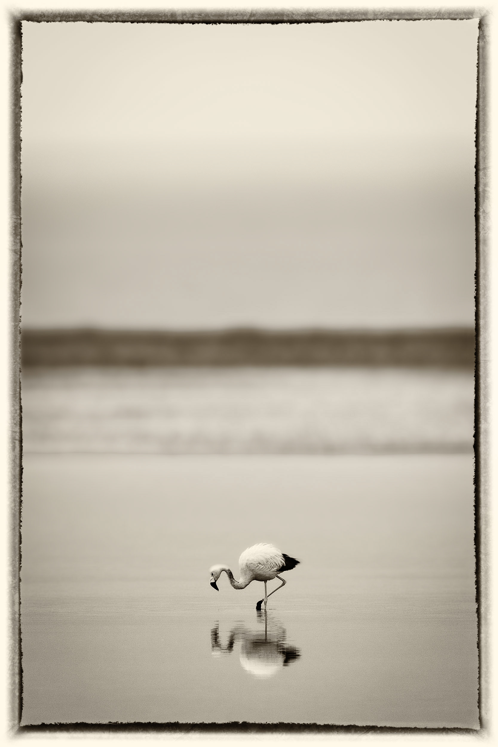 1 Flamand rose