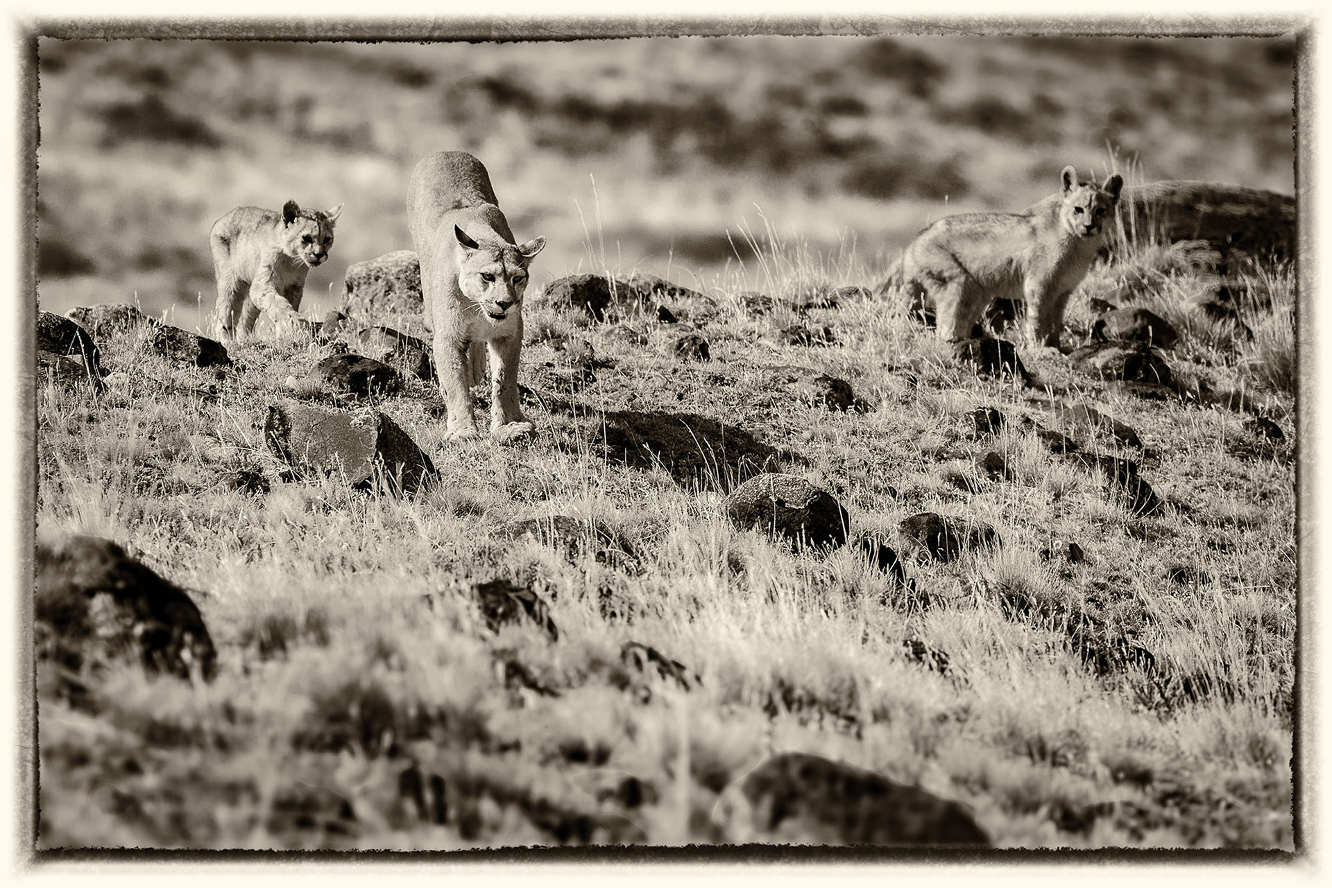 38 Puma