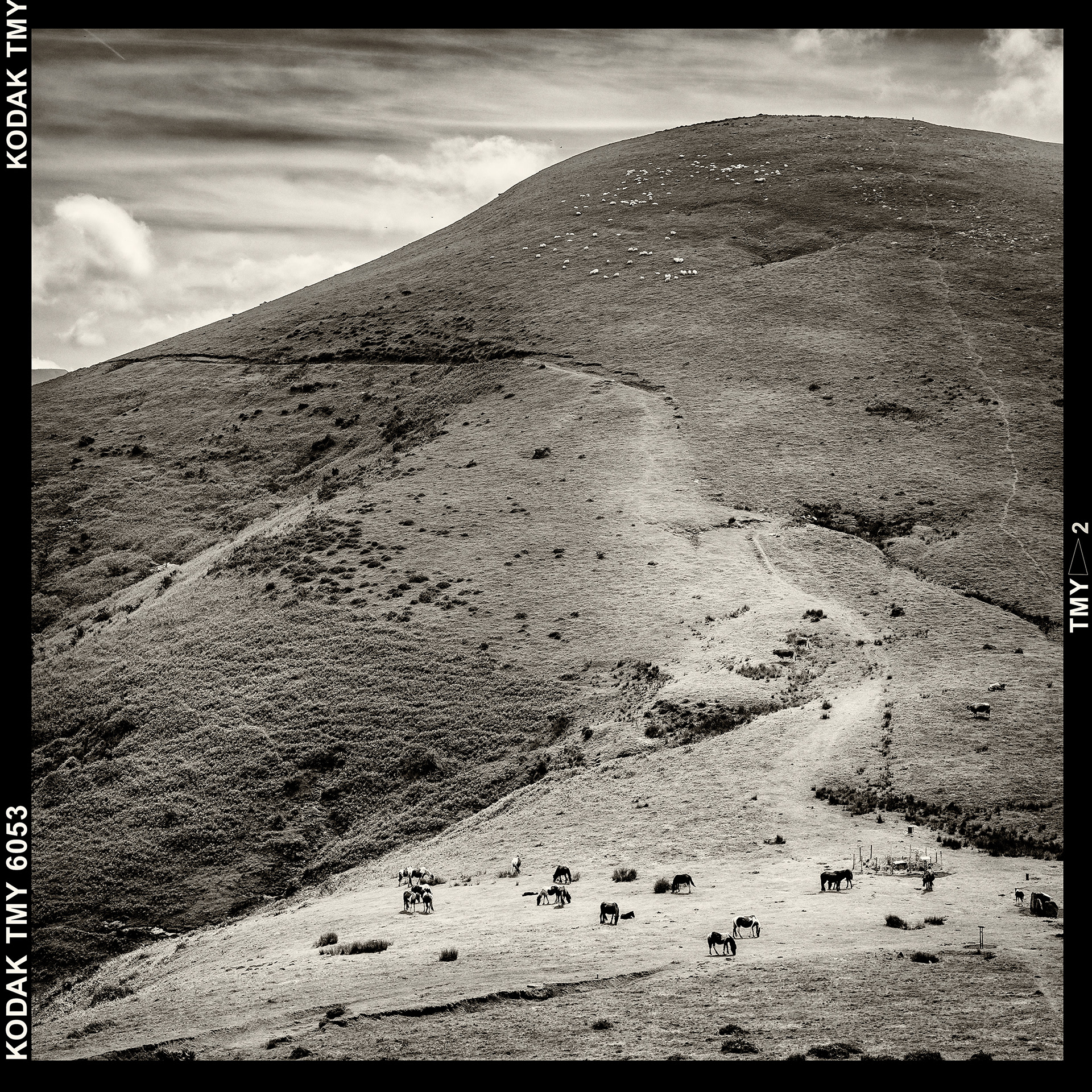 Colline