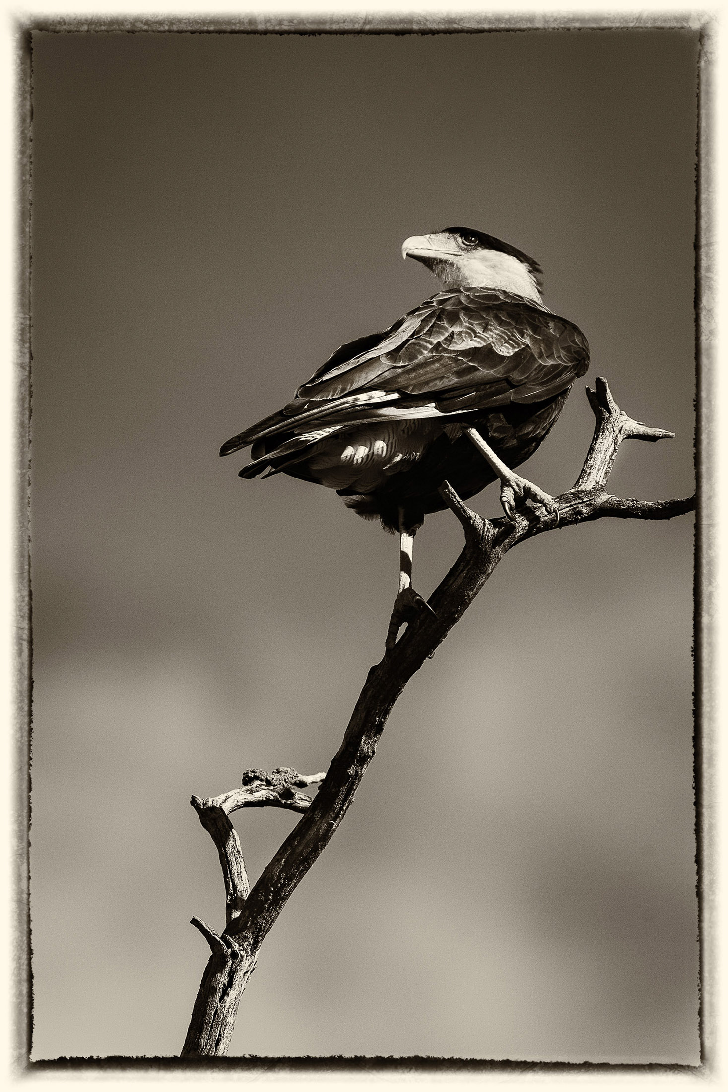 20 Caracara