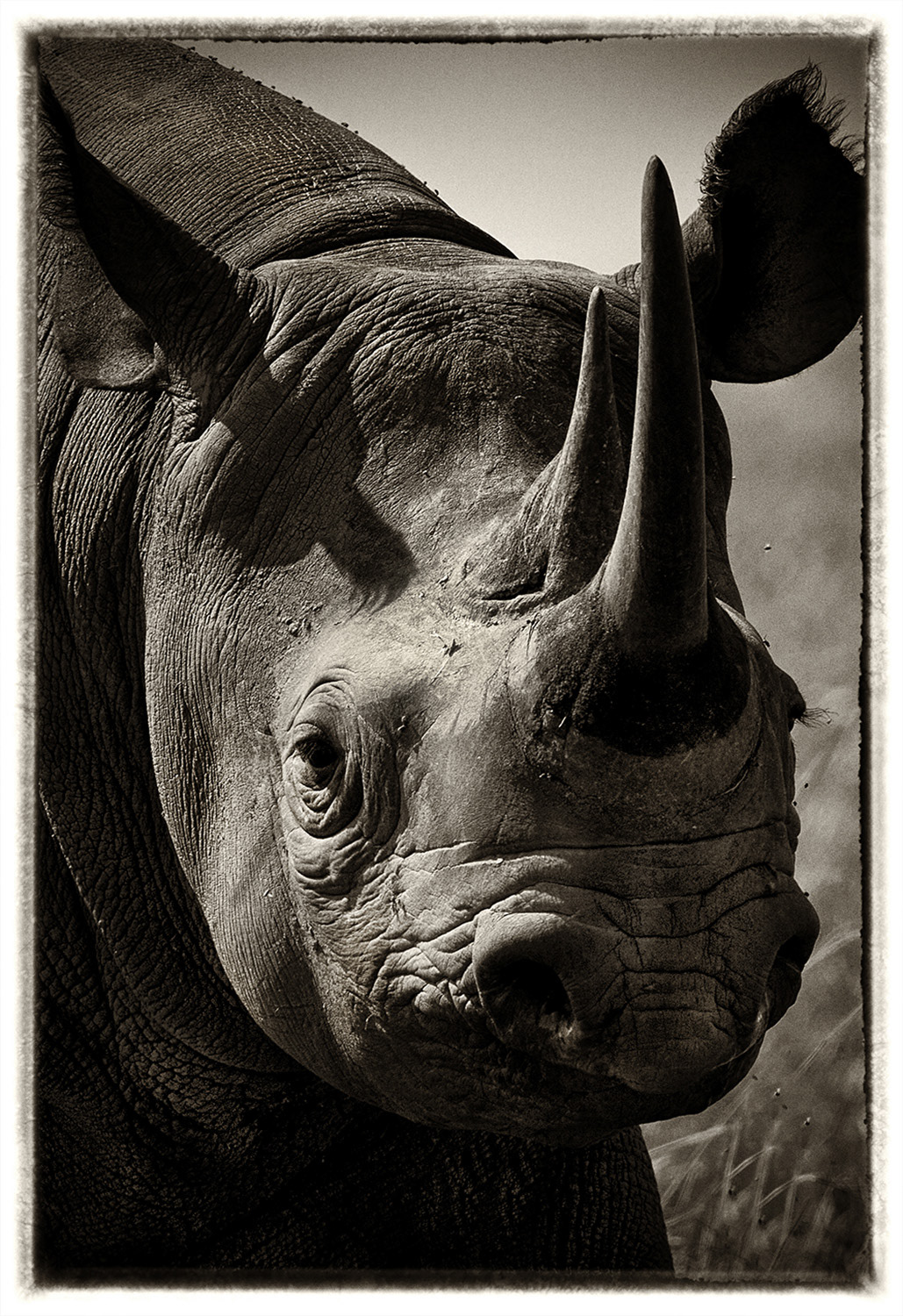 Rhinoceros