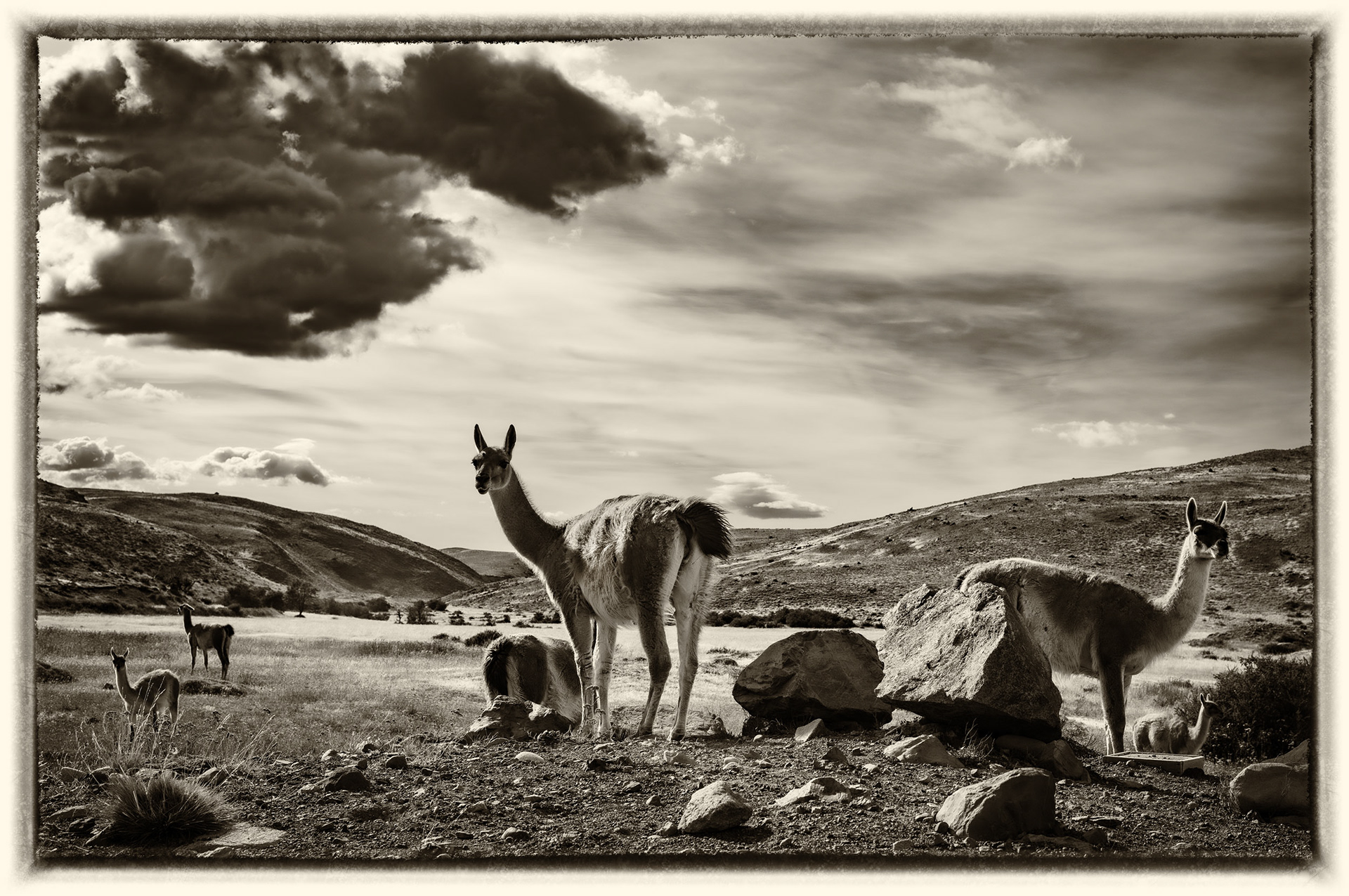 48 Guanaco