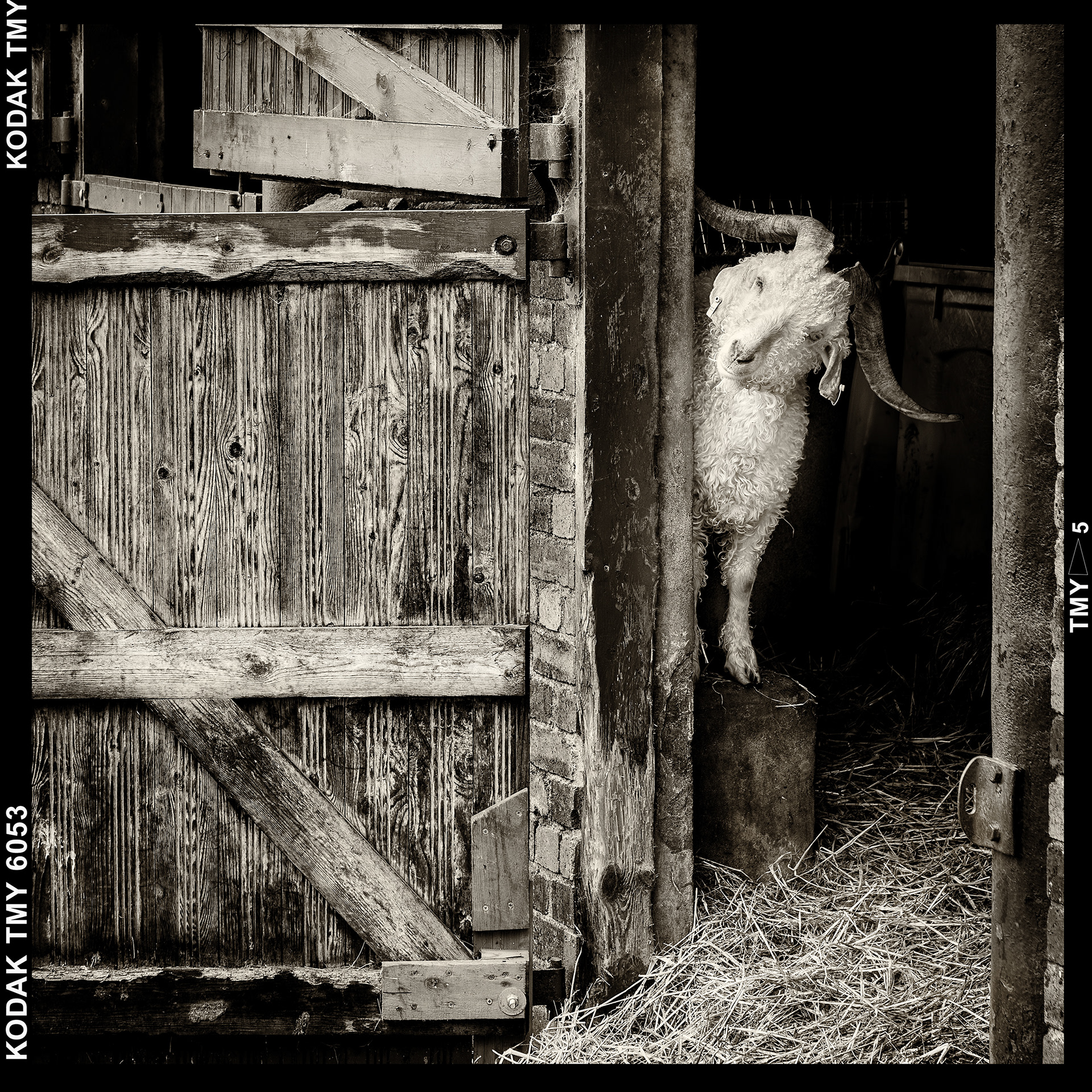 Curieux