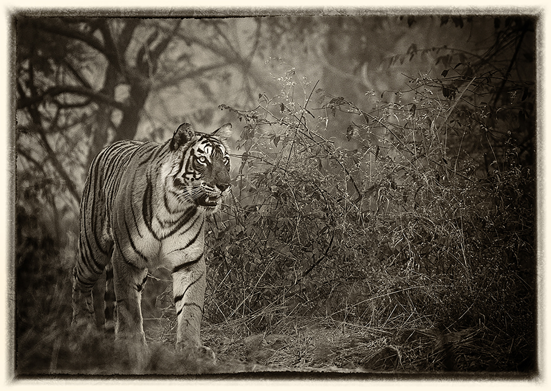 Tigre 4