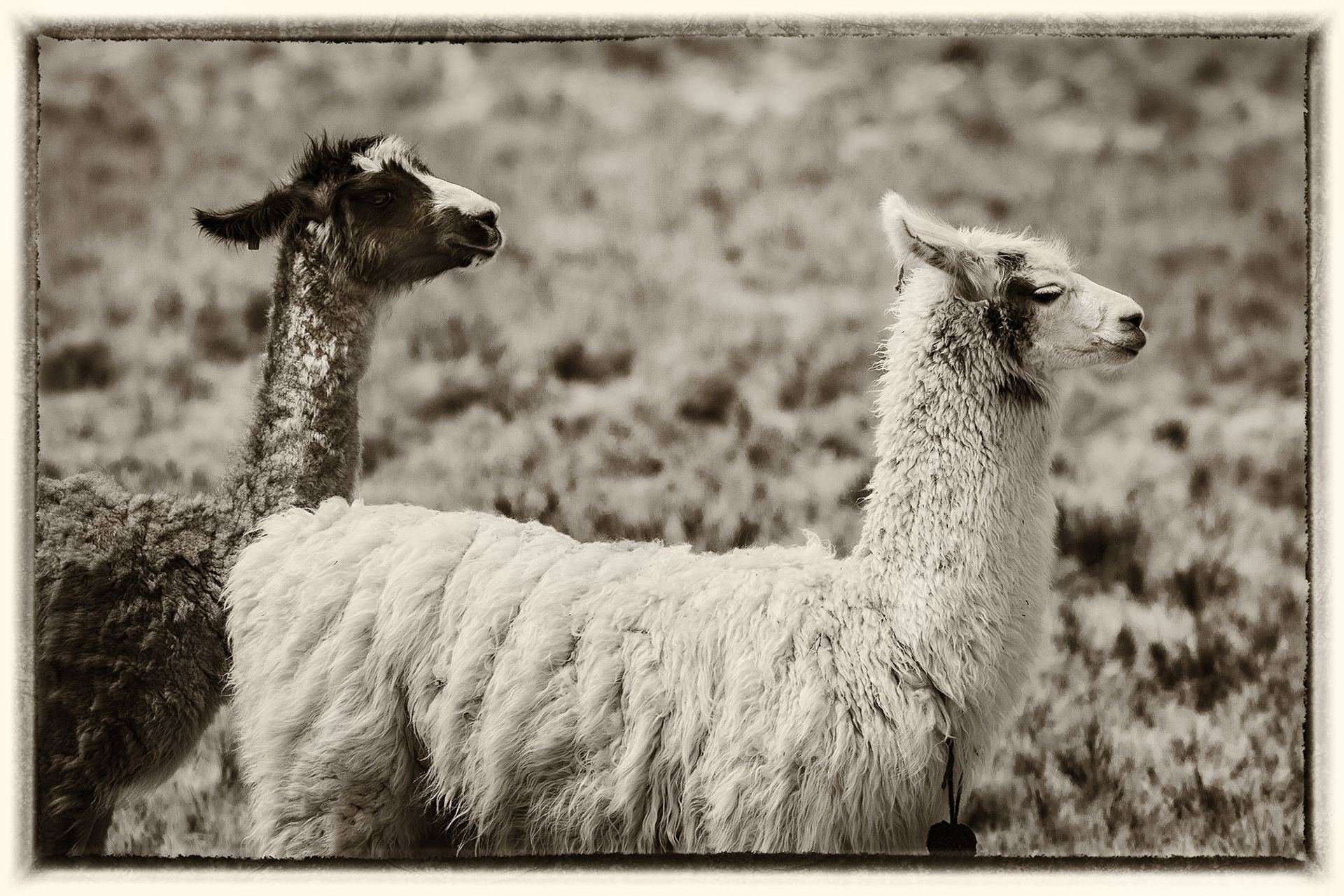 11 Lama