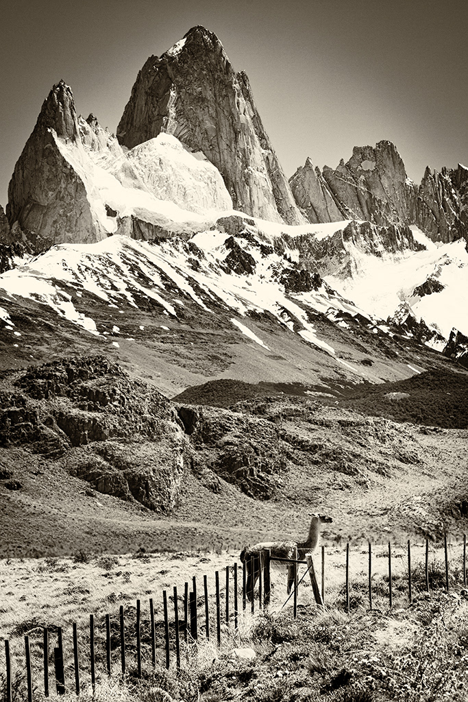 Guanaco & Fitz Roy