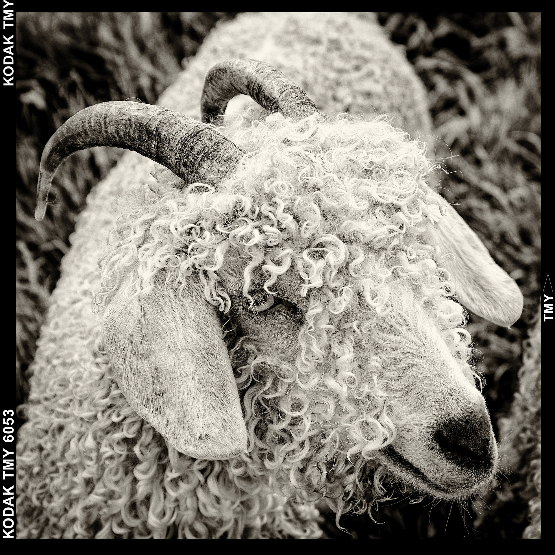 Angora