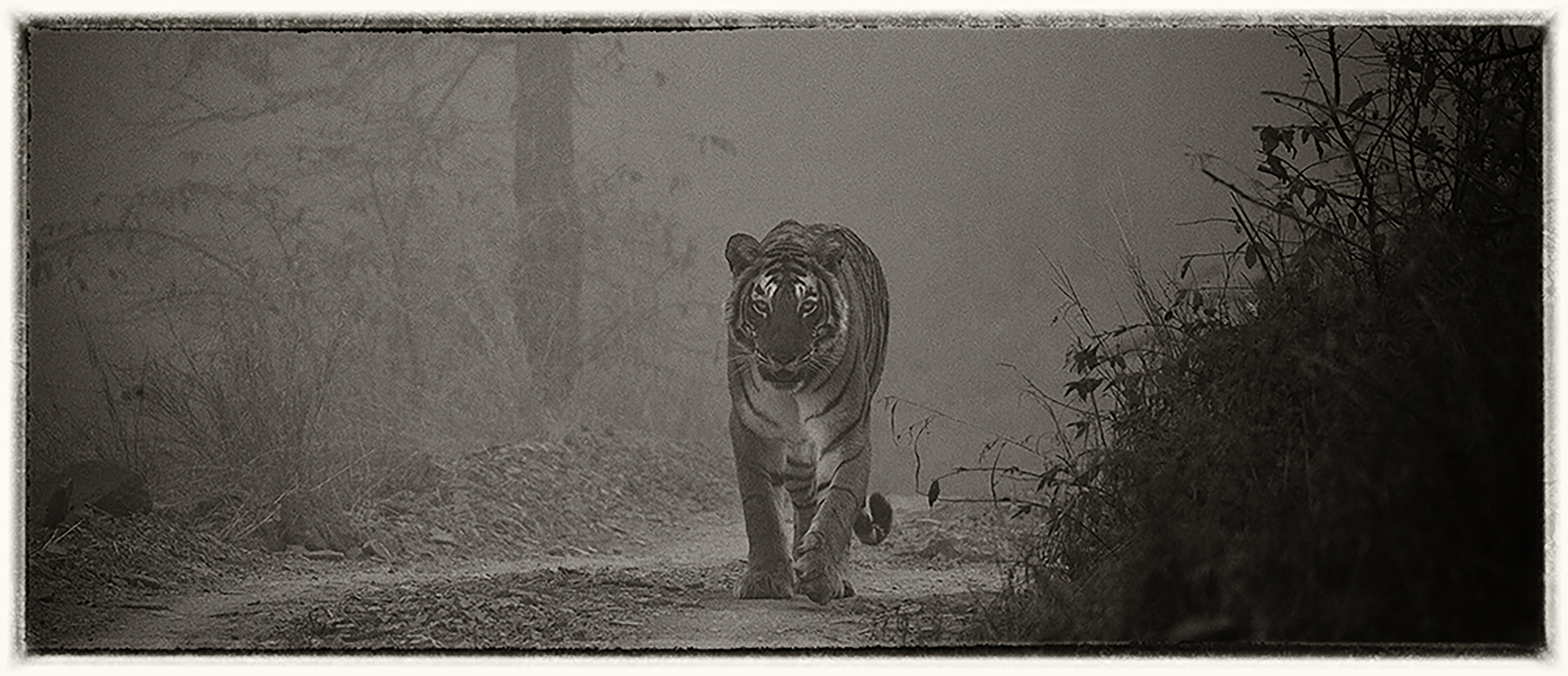Tigre 2