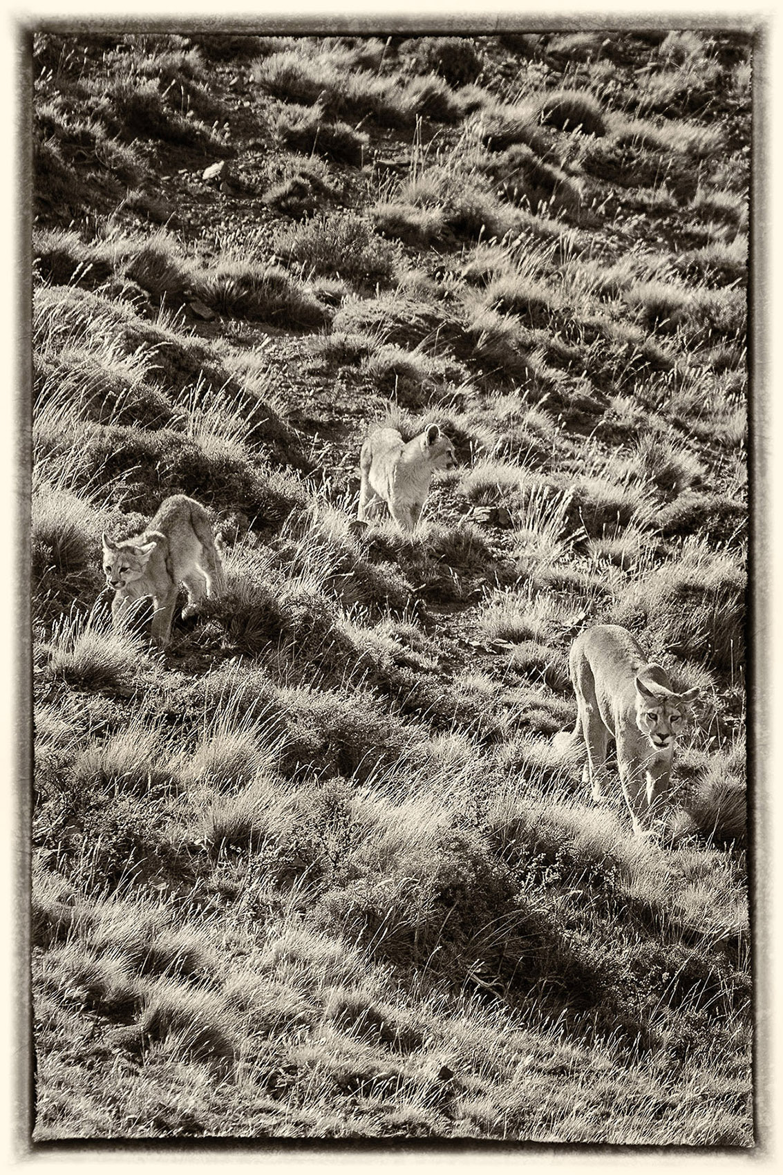 34 Puma