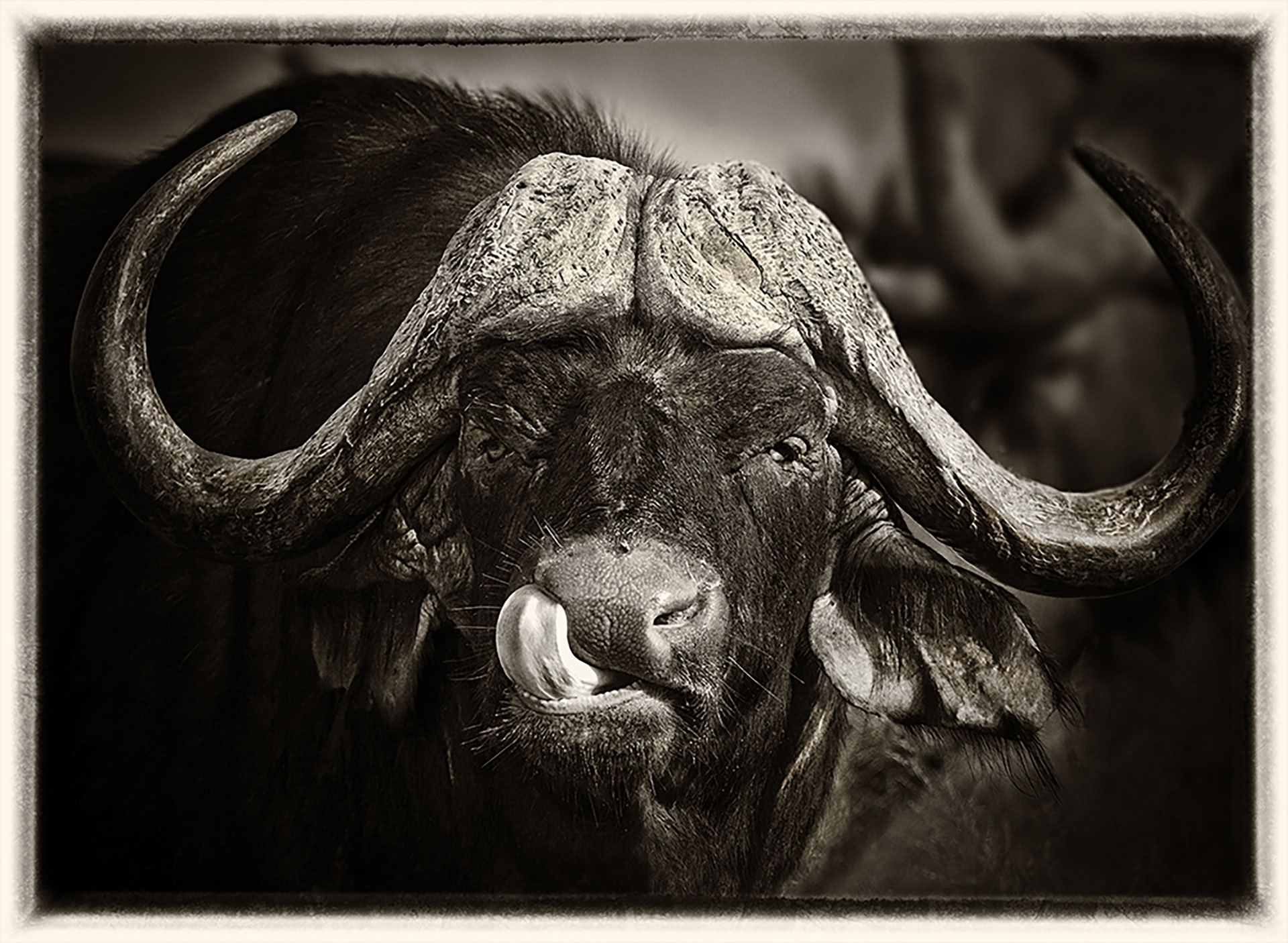 Buffle 1