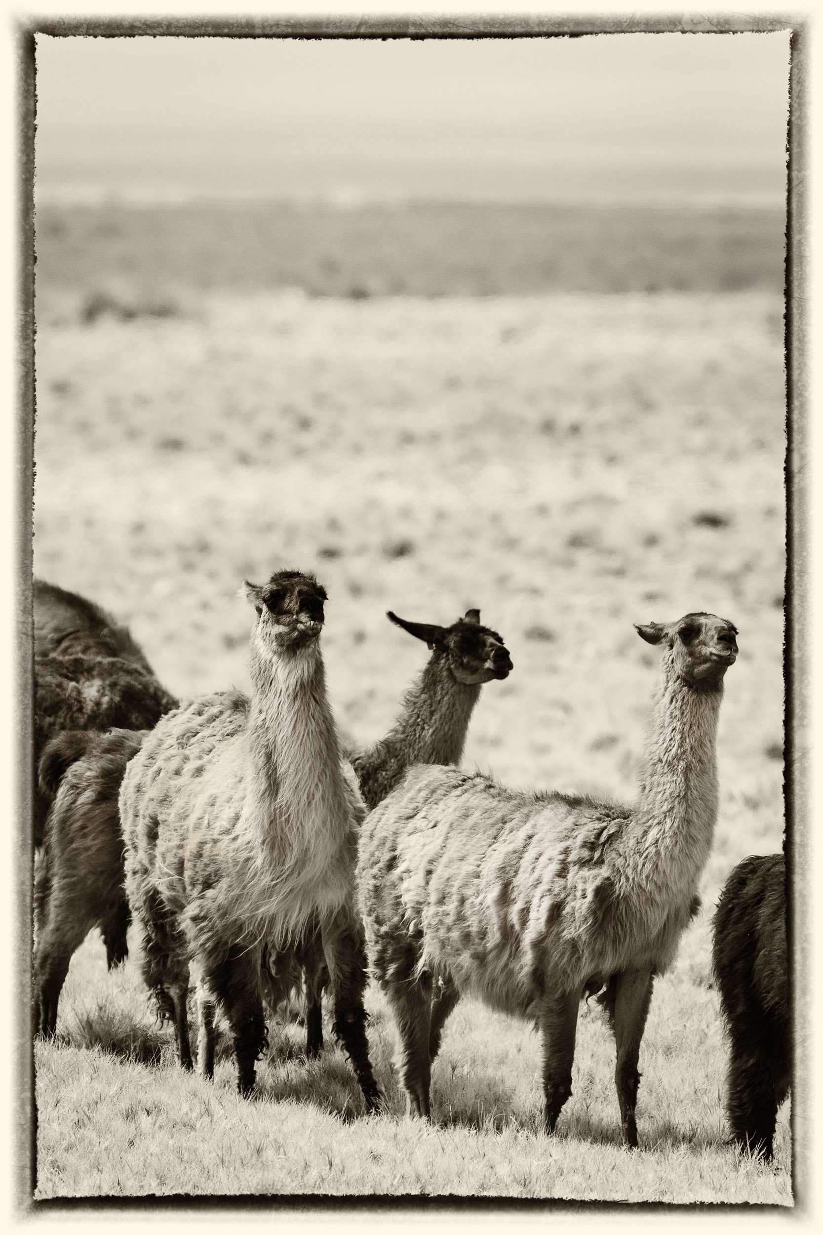 12 Lama
