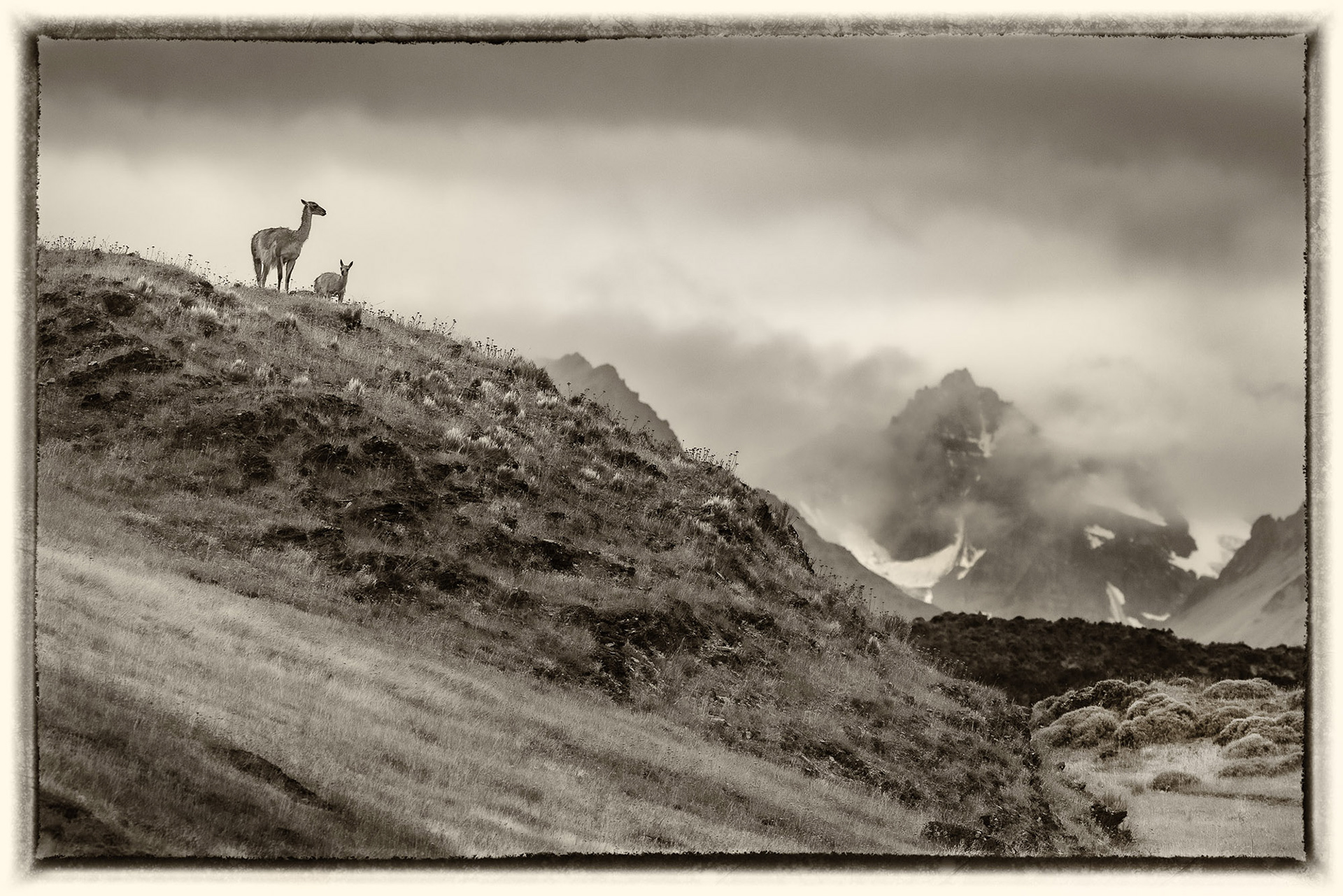 16 Guanaco