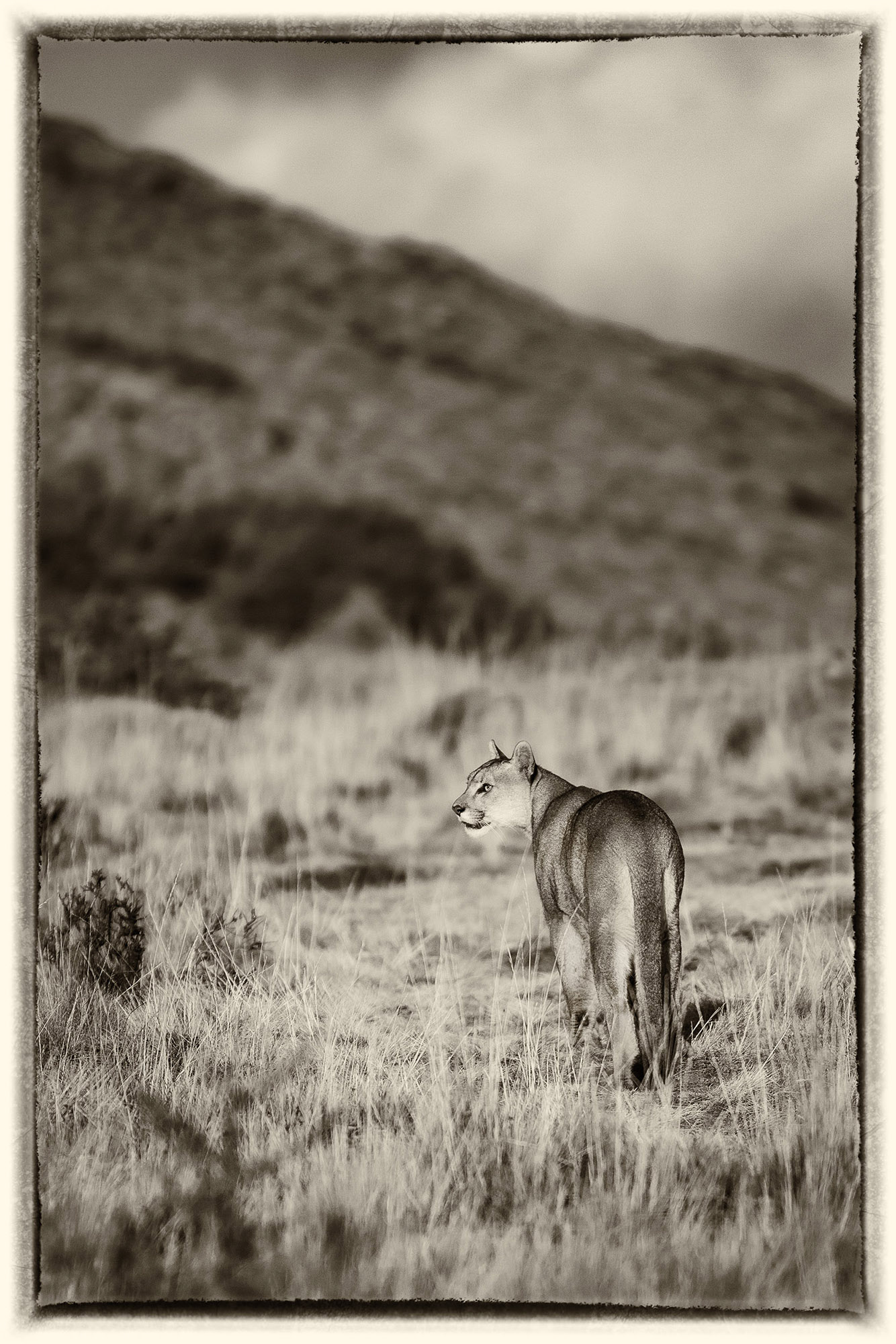 26 Puma