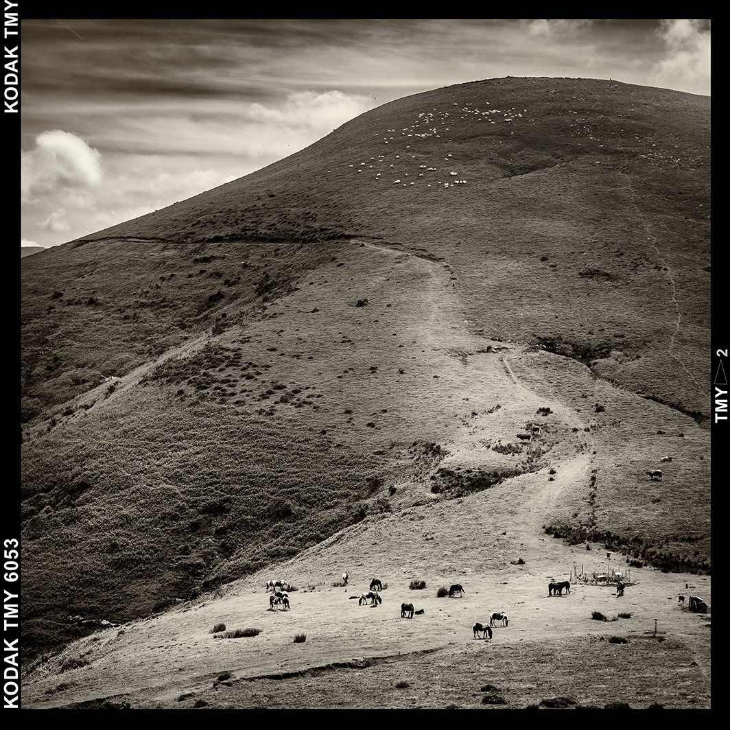Colline