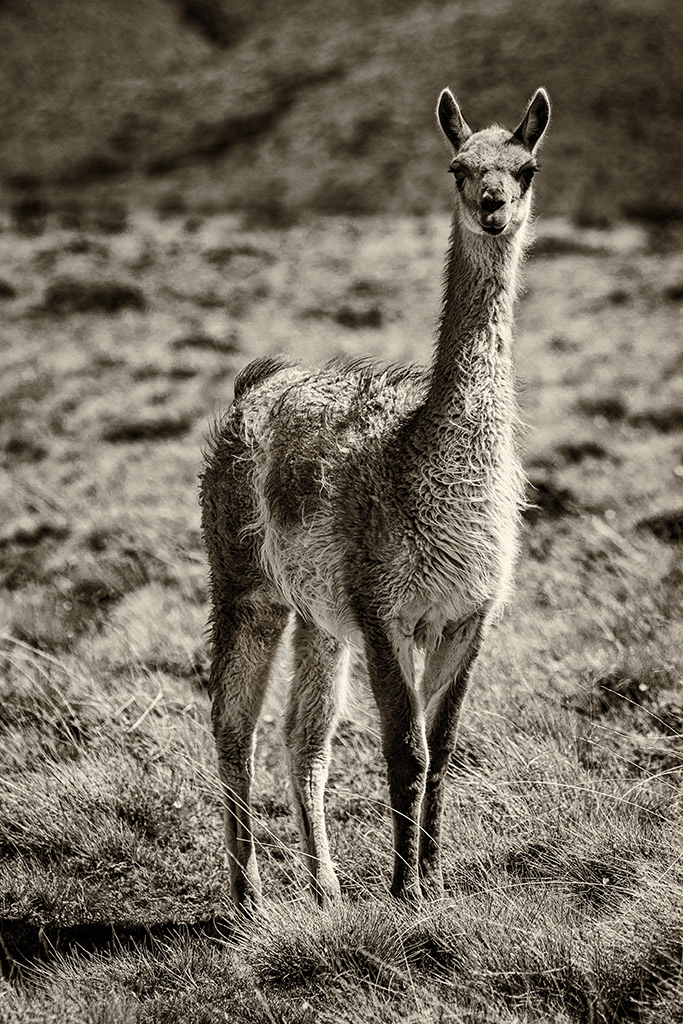 Guanaco 2
