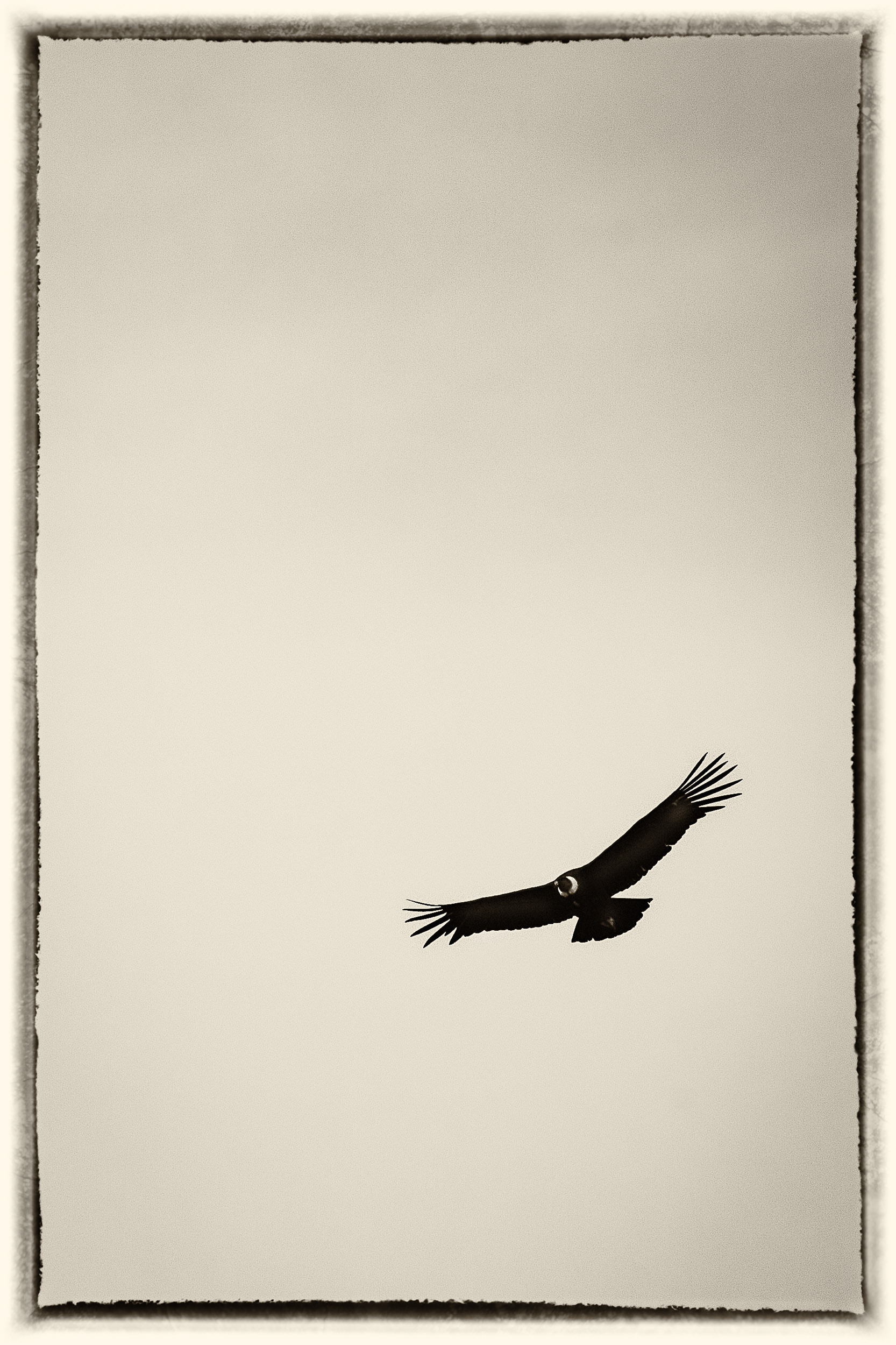 24 Condor