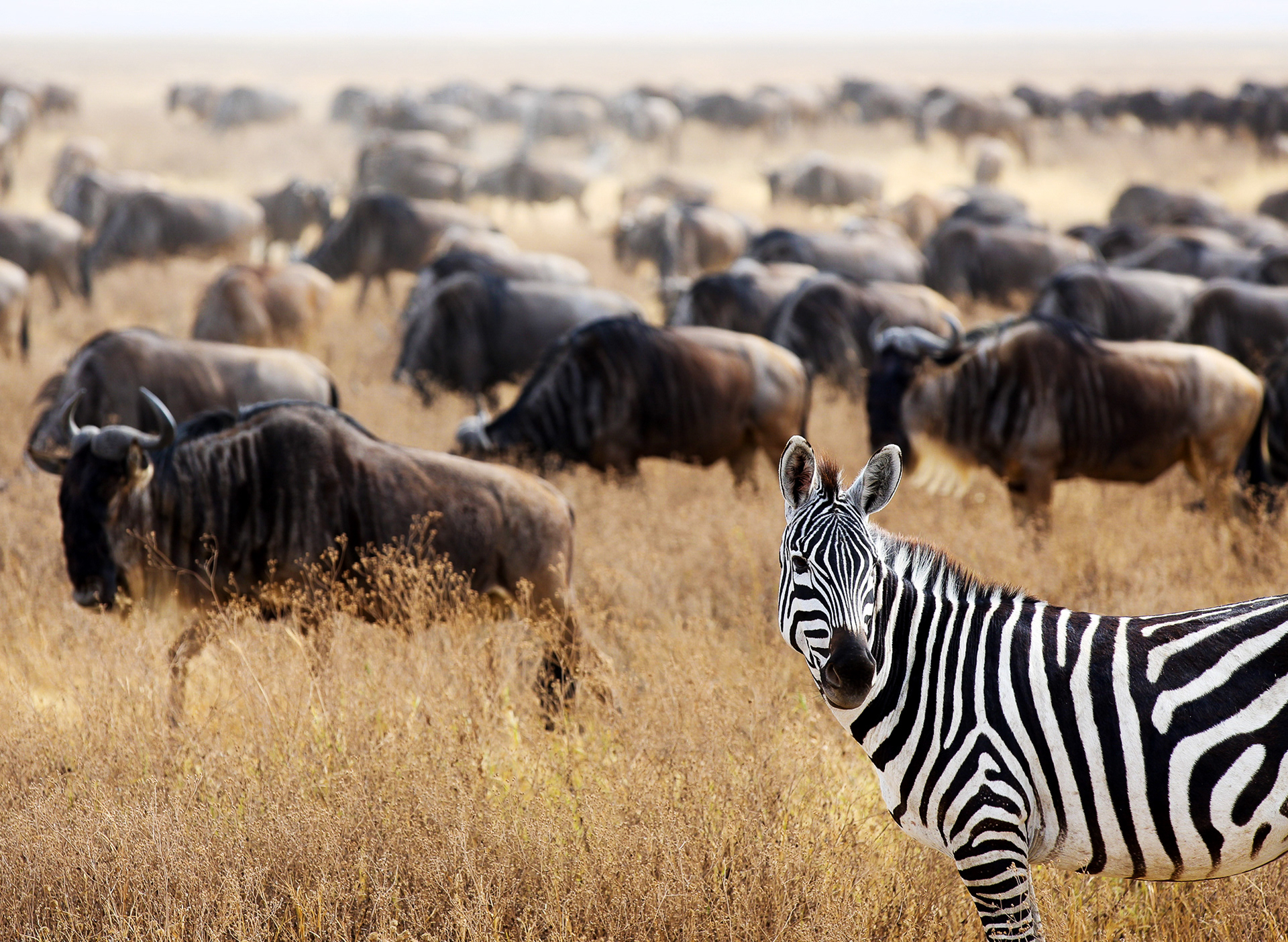 A zebra is seen with a herd of wildebeest in the Ngorongoro Crater in Tanzania. The crater formed two to three million years ago, when a volcano exploded and collapsed upon itself.
