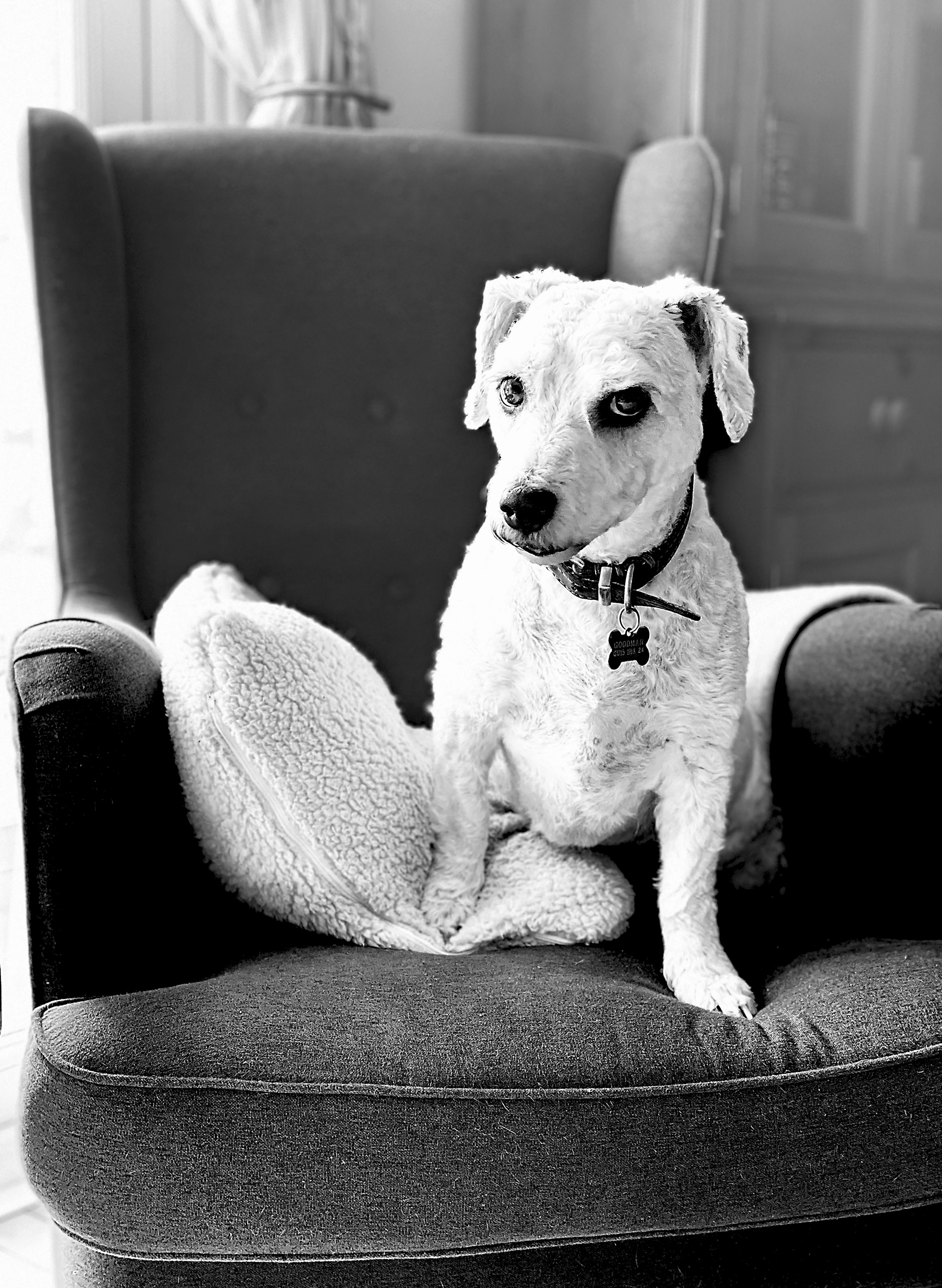 Capitan, the dog