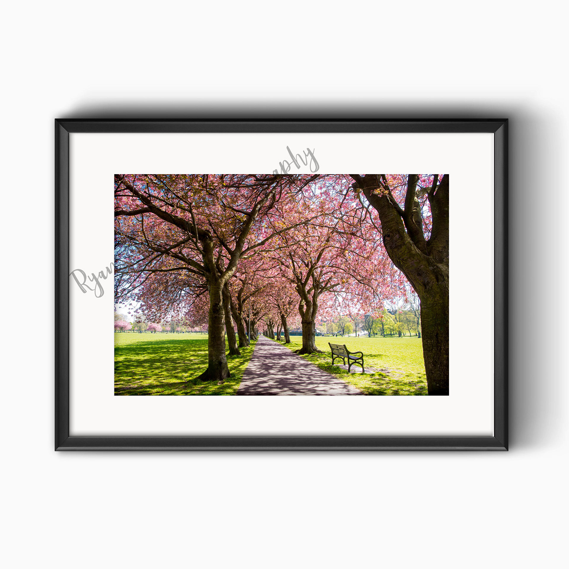 Meadows Blossom