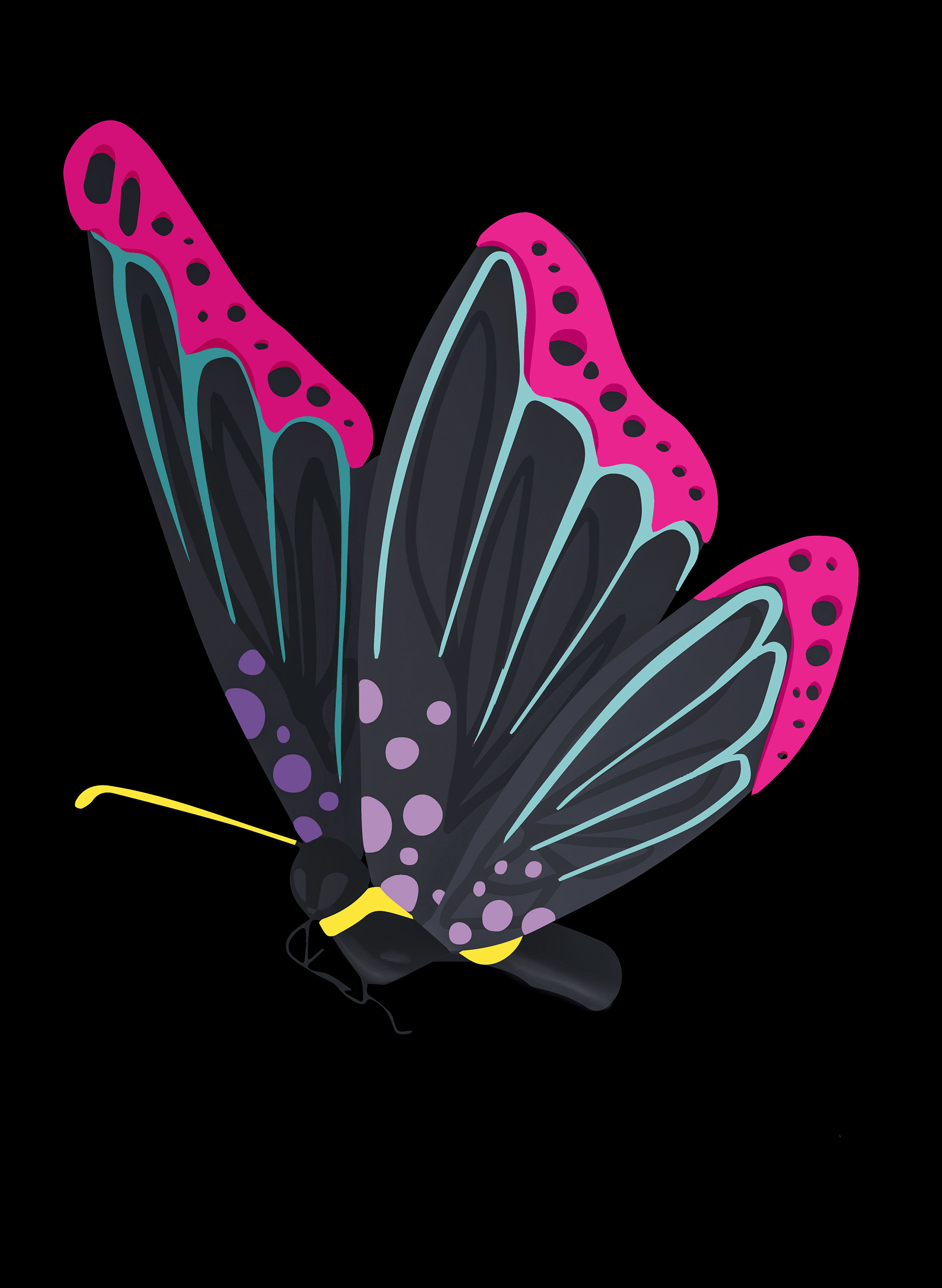 LEPIDOPTERA