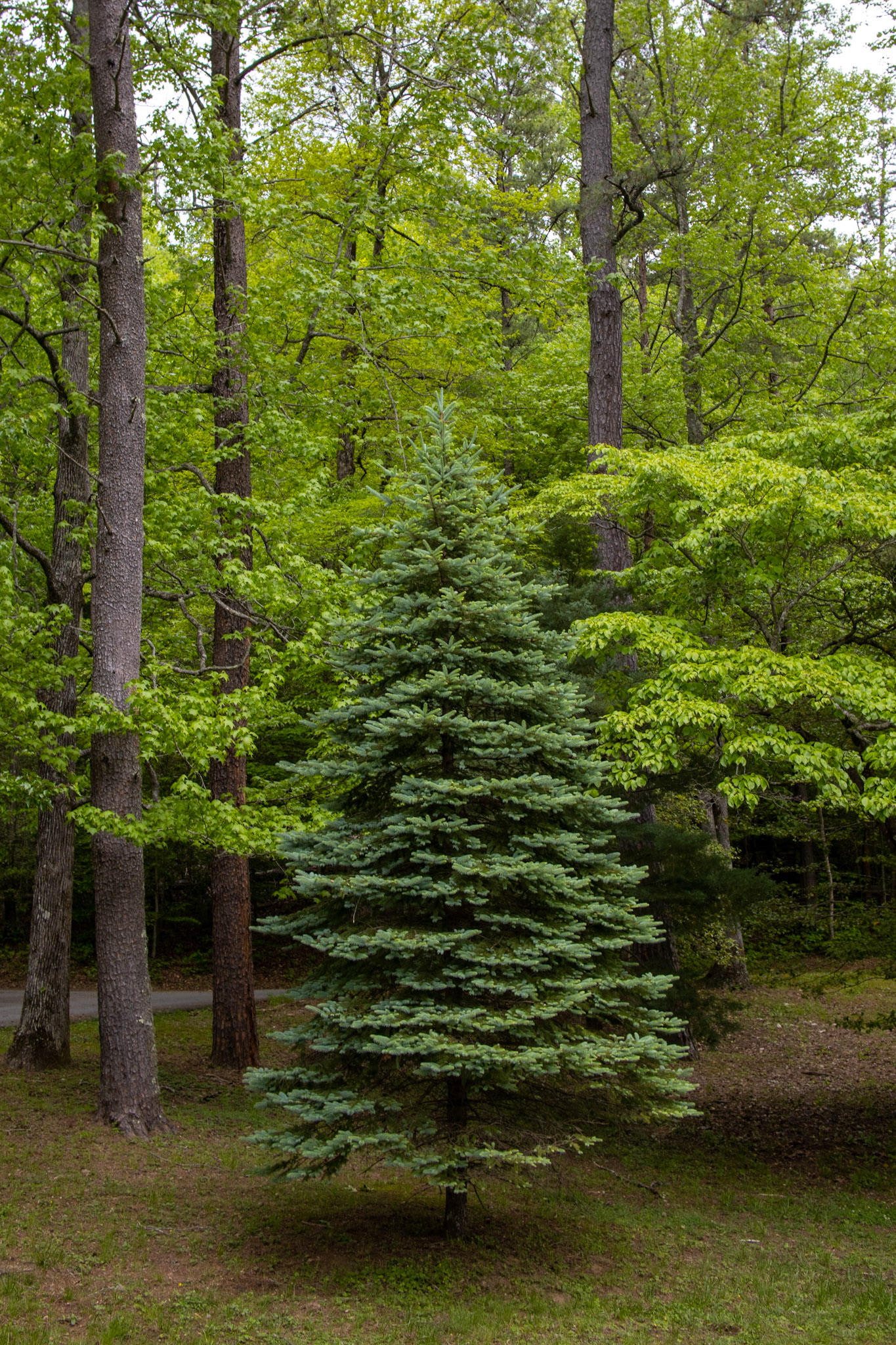 Christmas Tree in May