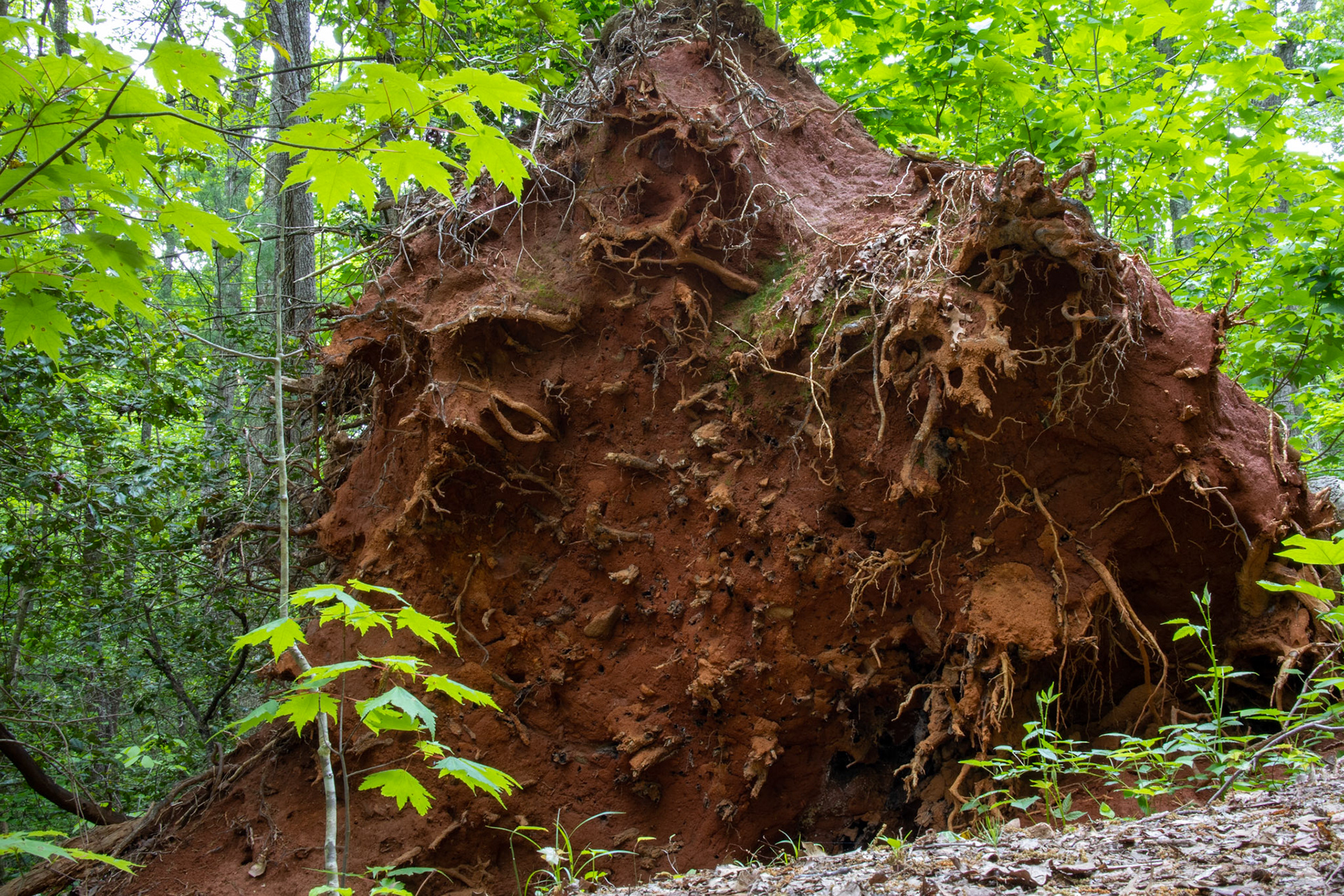 Unearthed