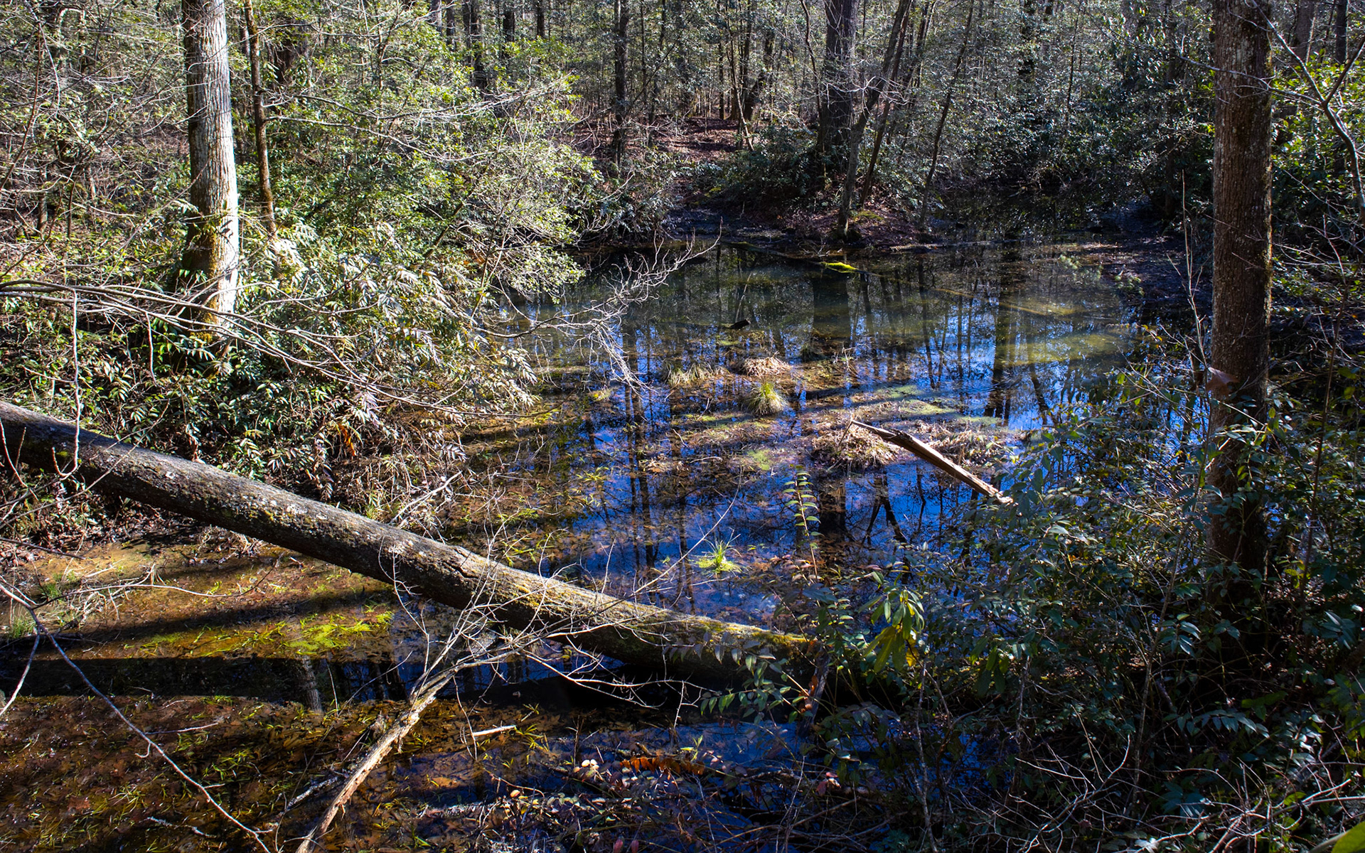 Salamander Sanctuary