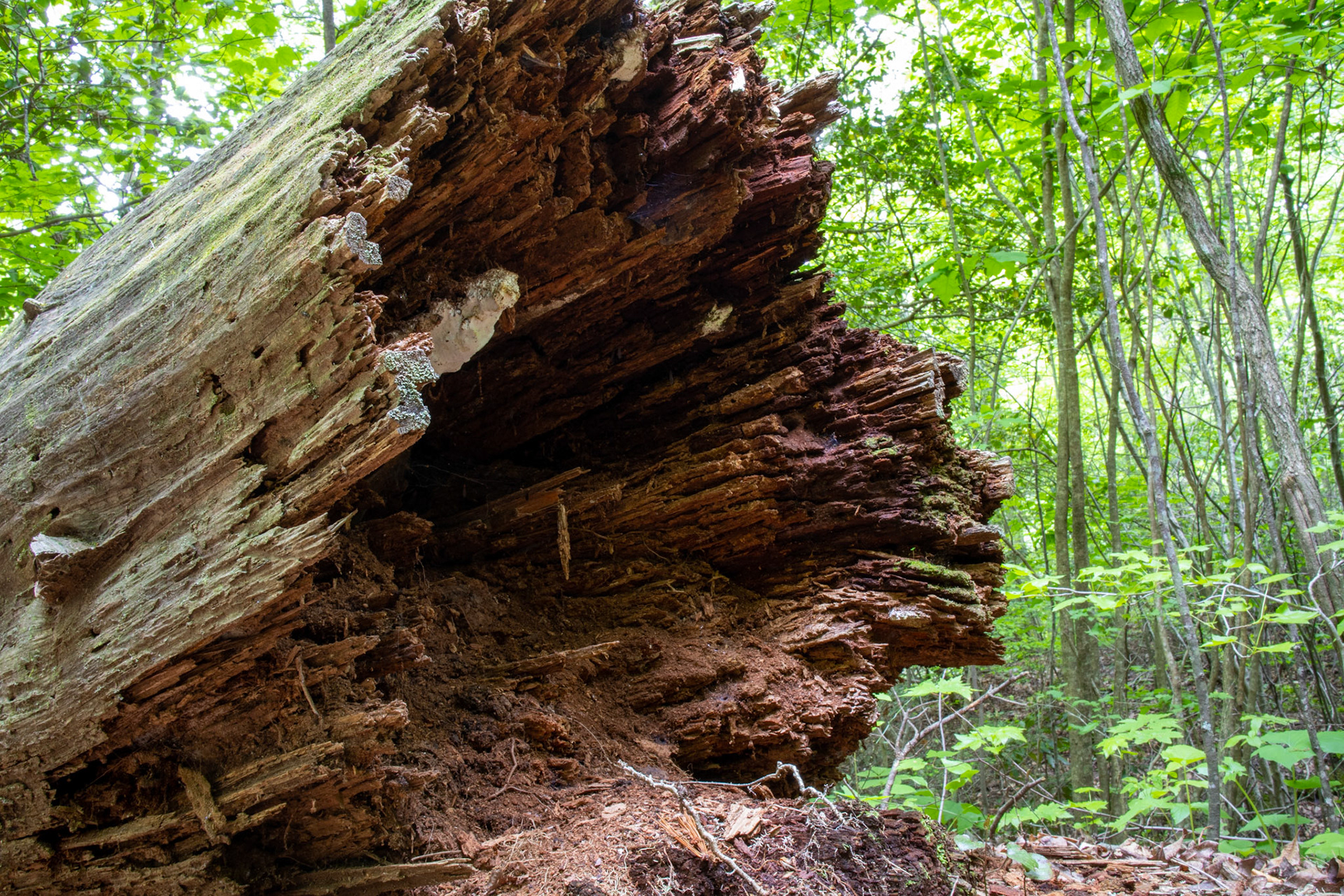 Splintered