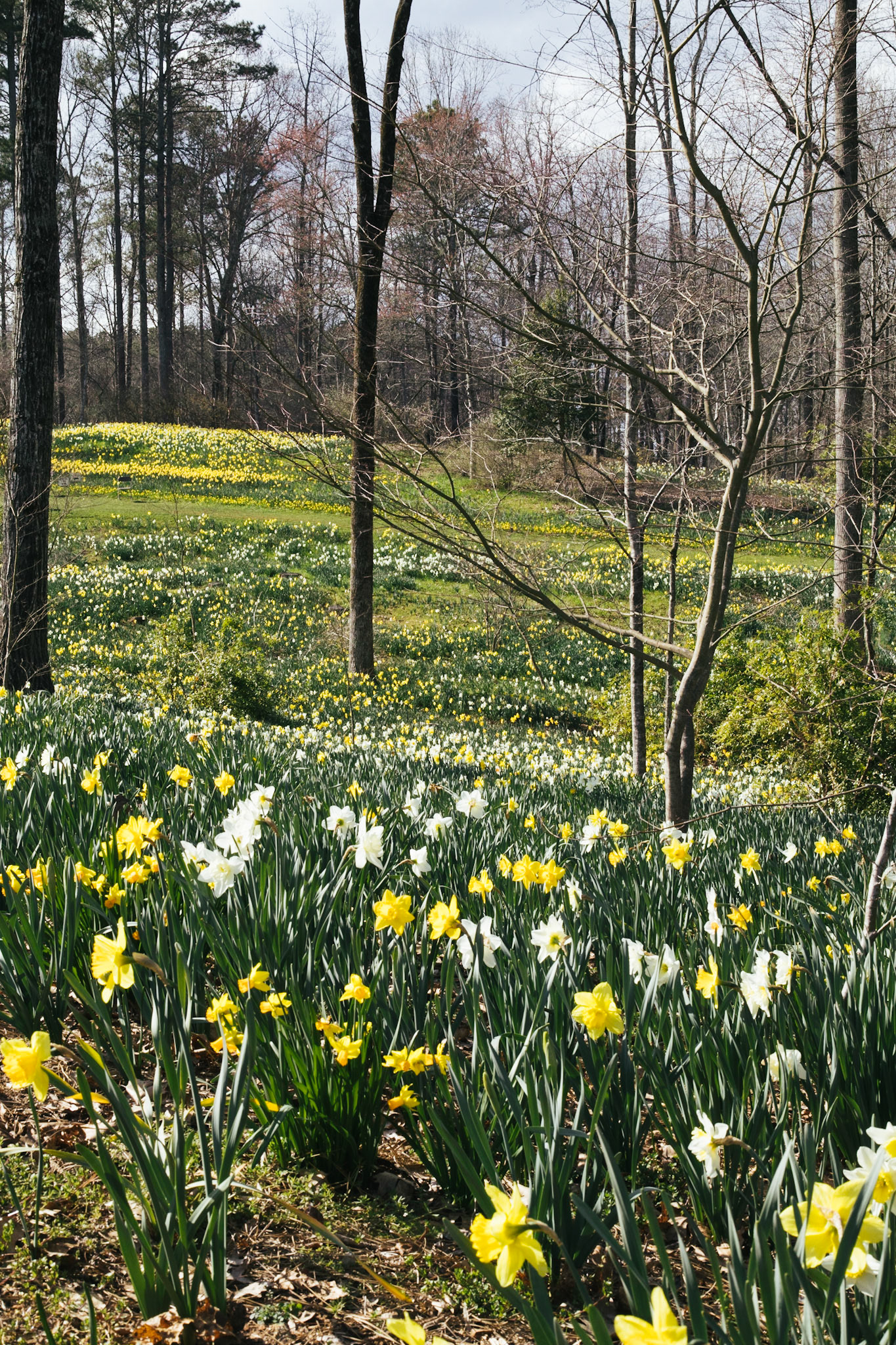Daffodil through the Trees