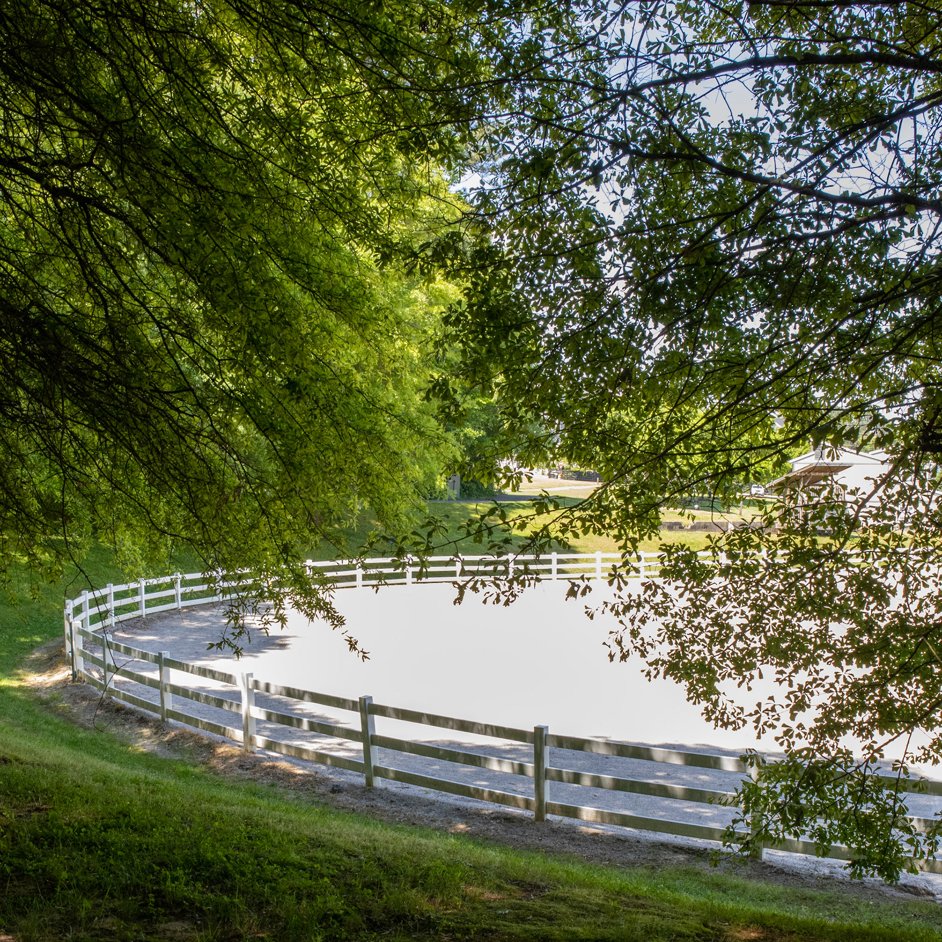 Equestrian Illumination