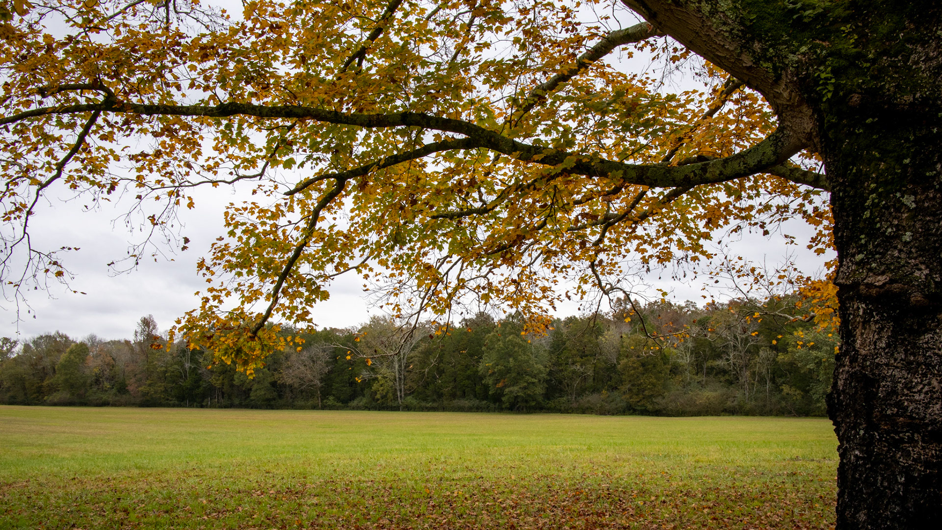 Autumn Reach