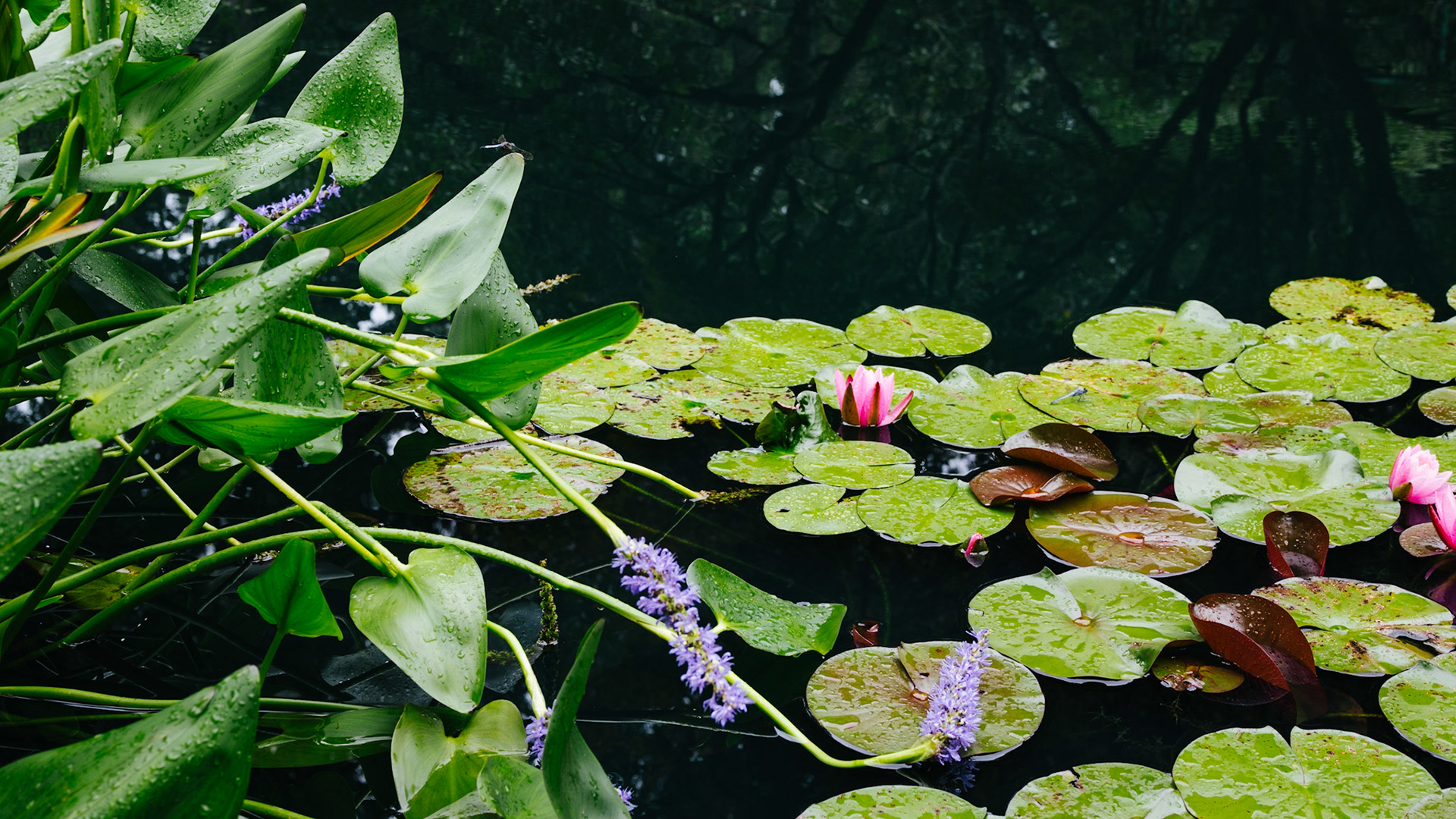 Dragonfly Reflections