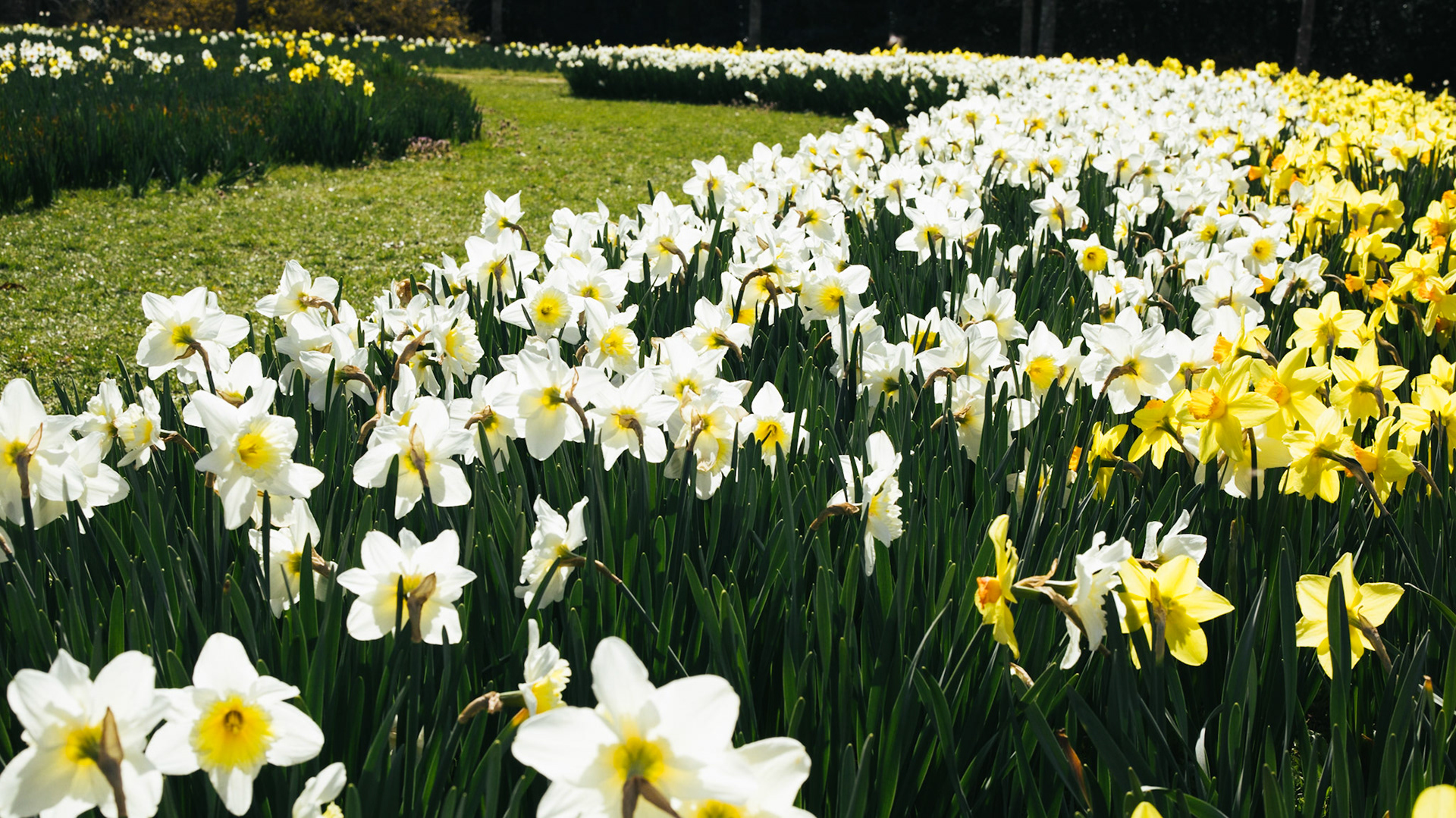 Path through the Flowers