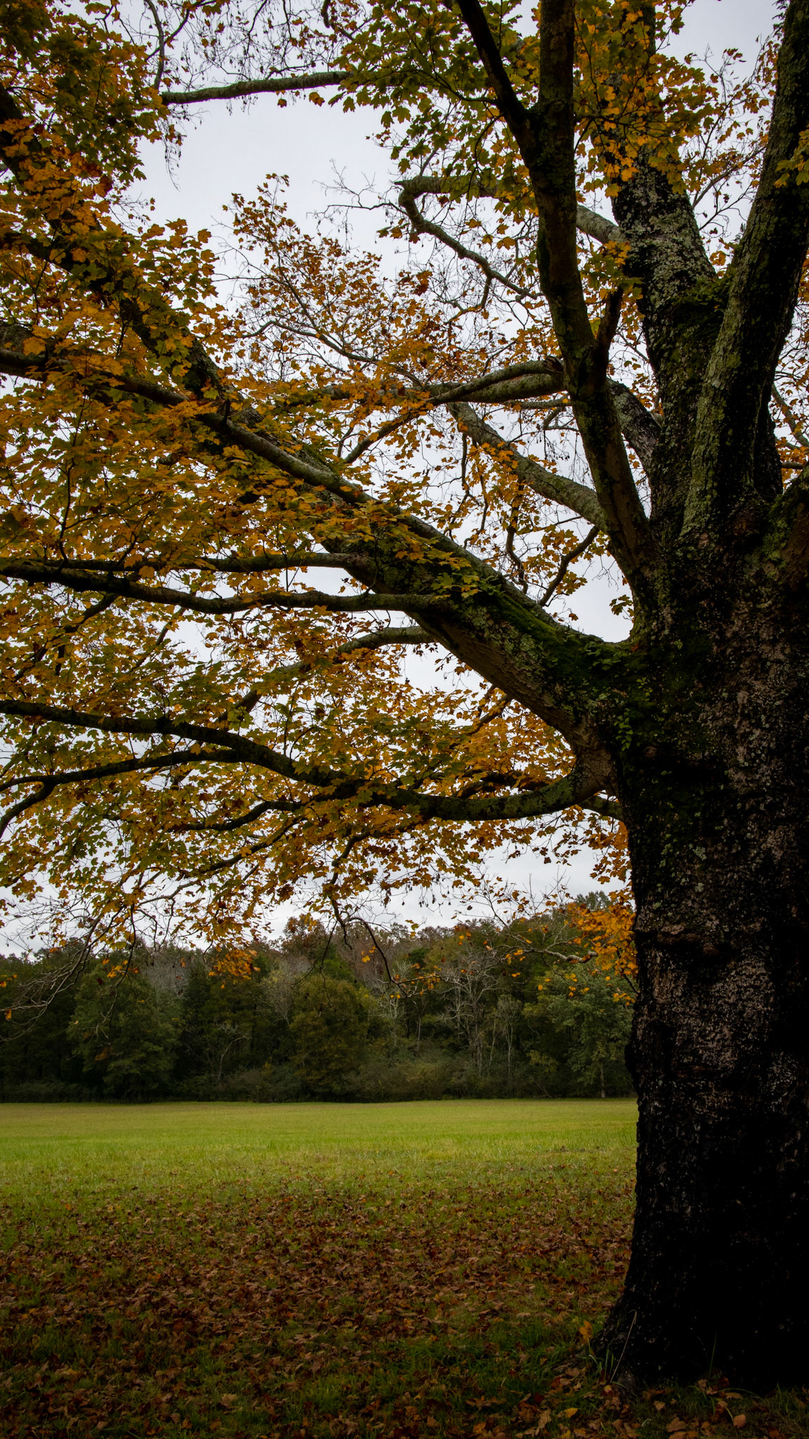 Aged Autumn