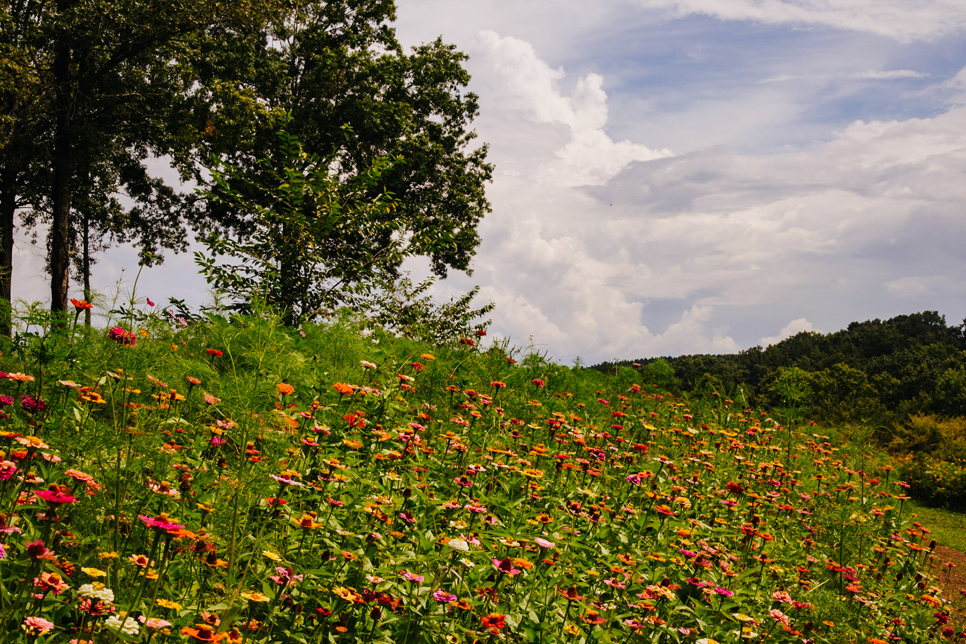 Flowers Trees and Sky