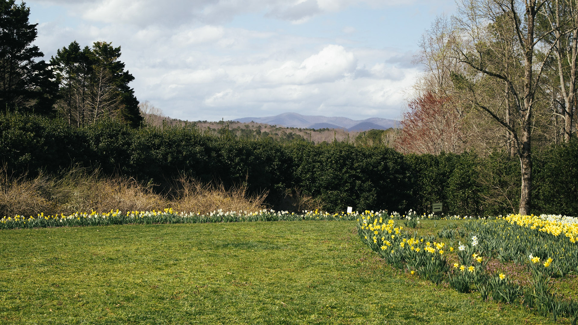 Daffodil Perspective
