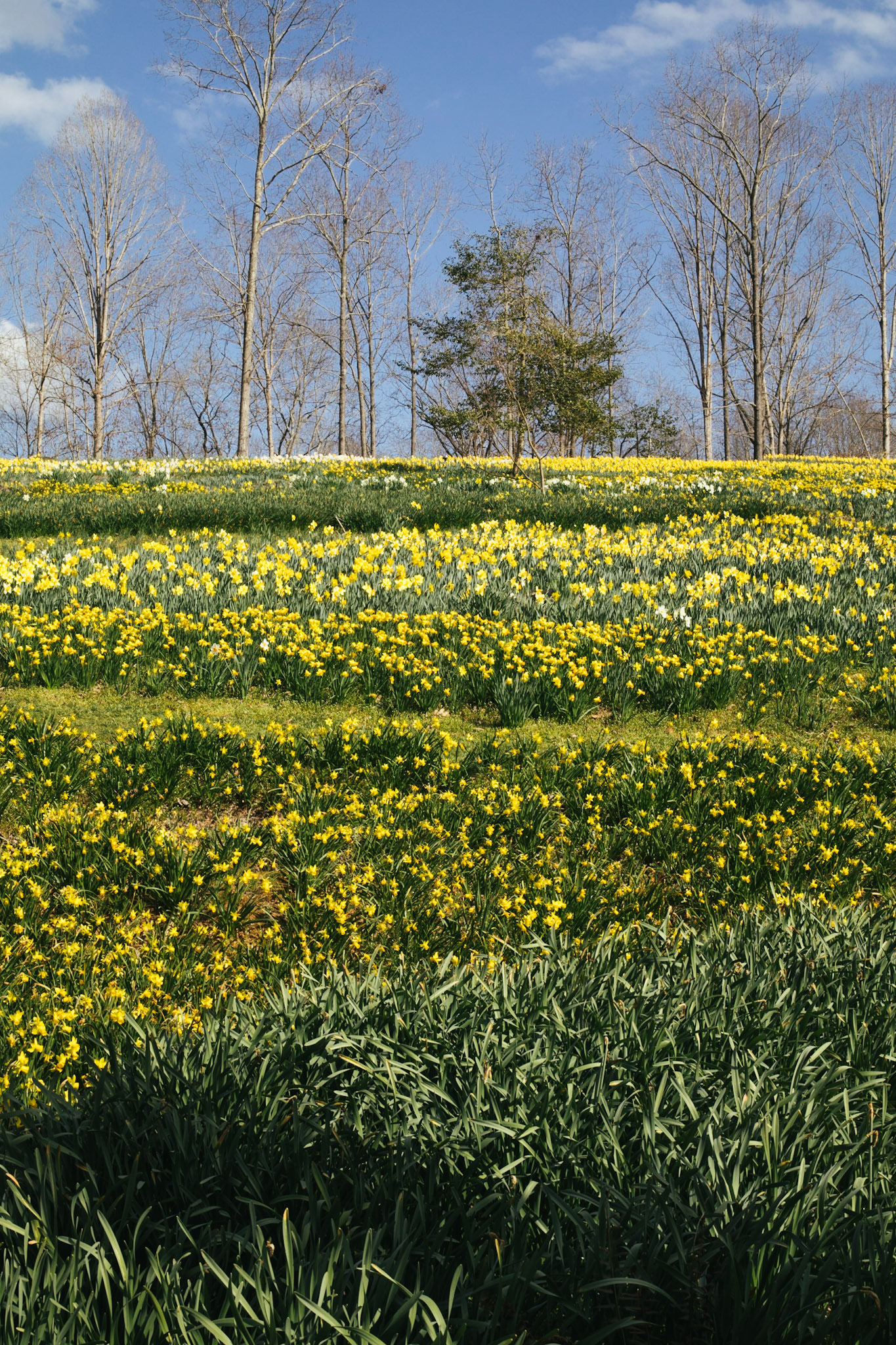 Daffodil Hill