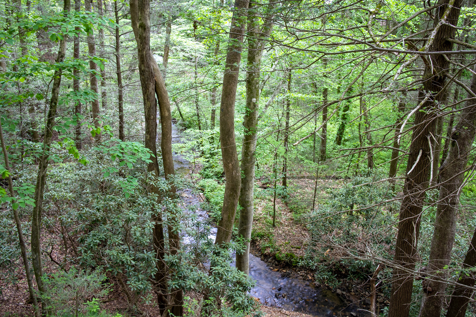 Winding Stream