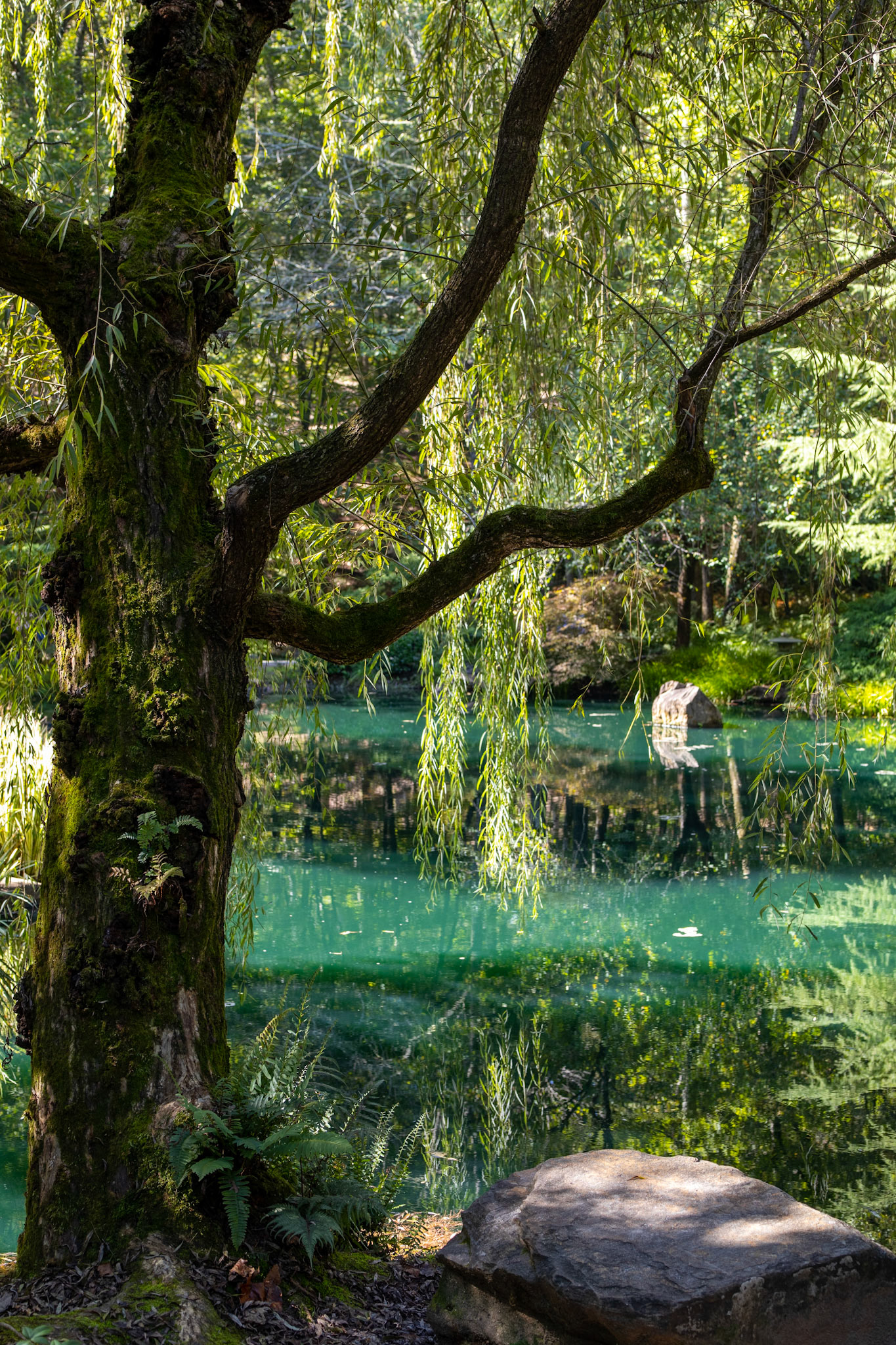 Tree and Pond