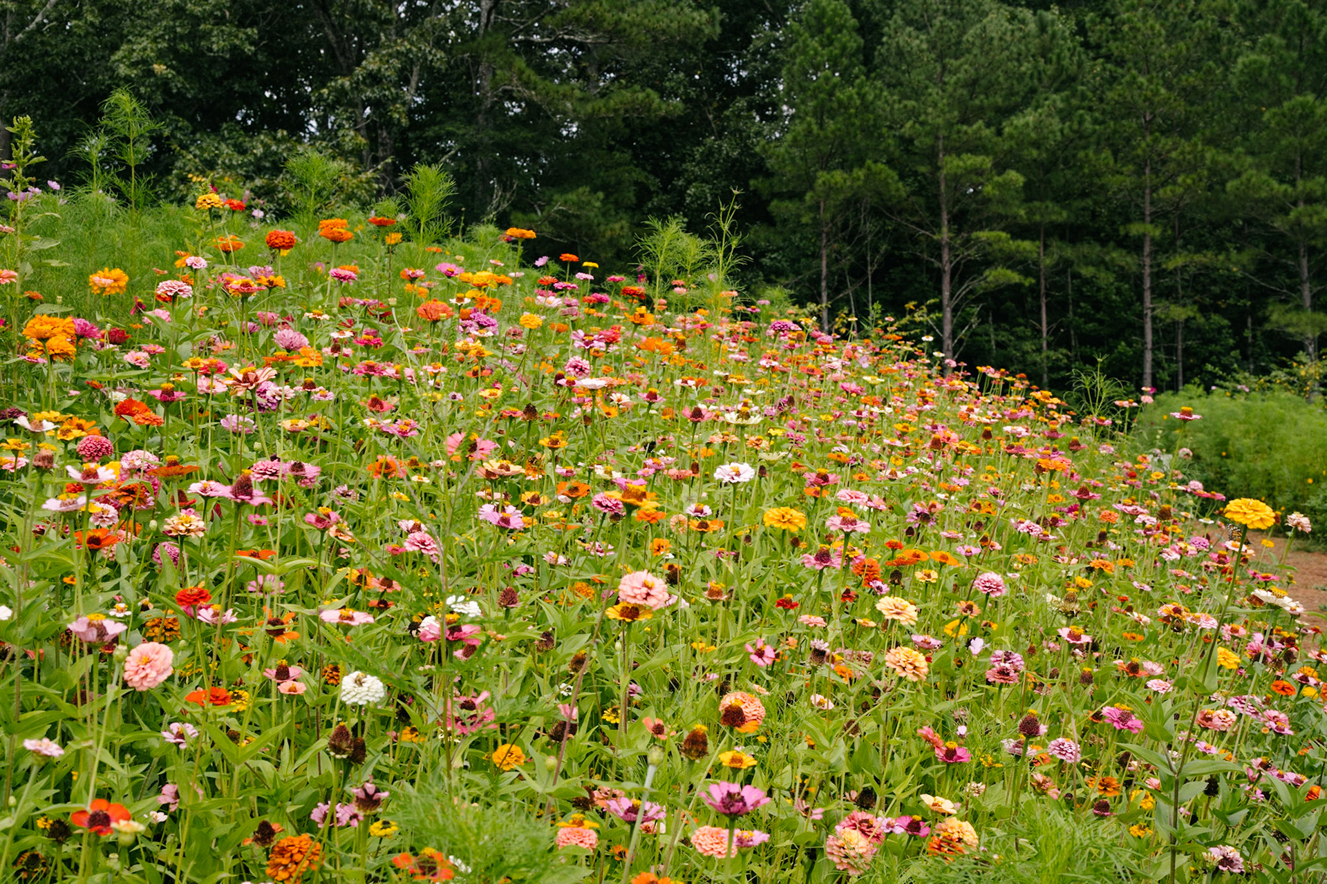 Flowers and Trees