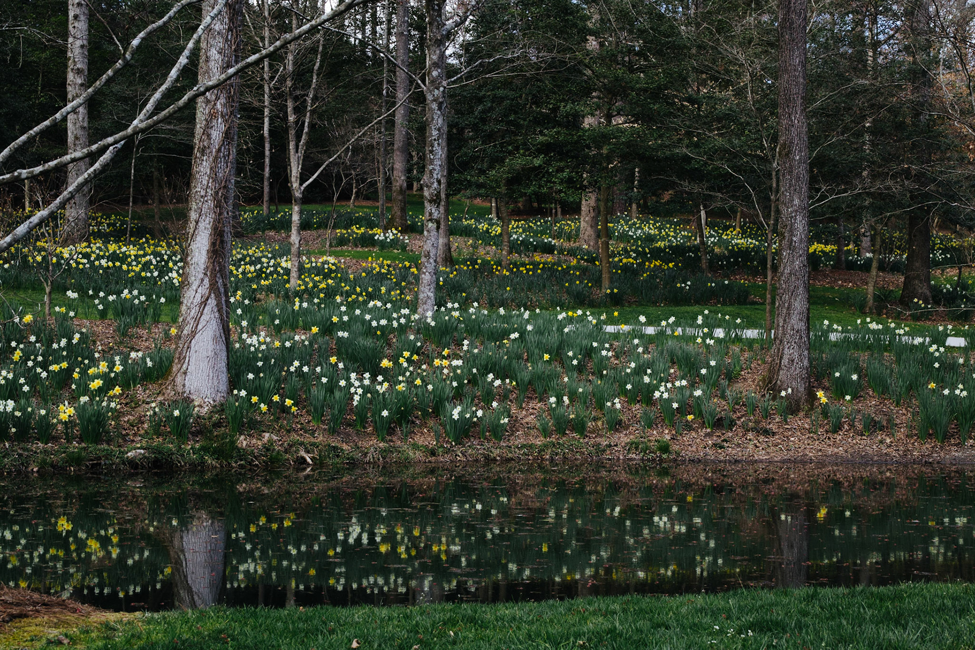 Flowers in the Trees