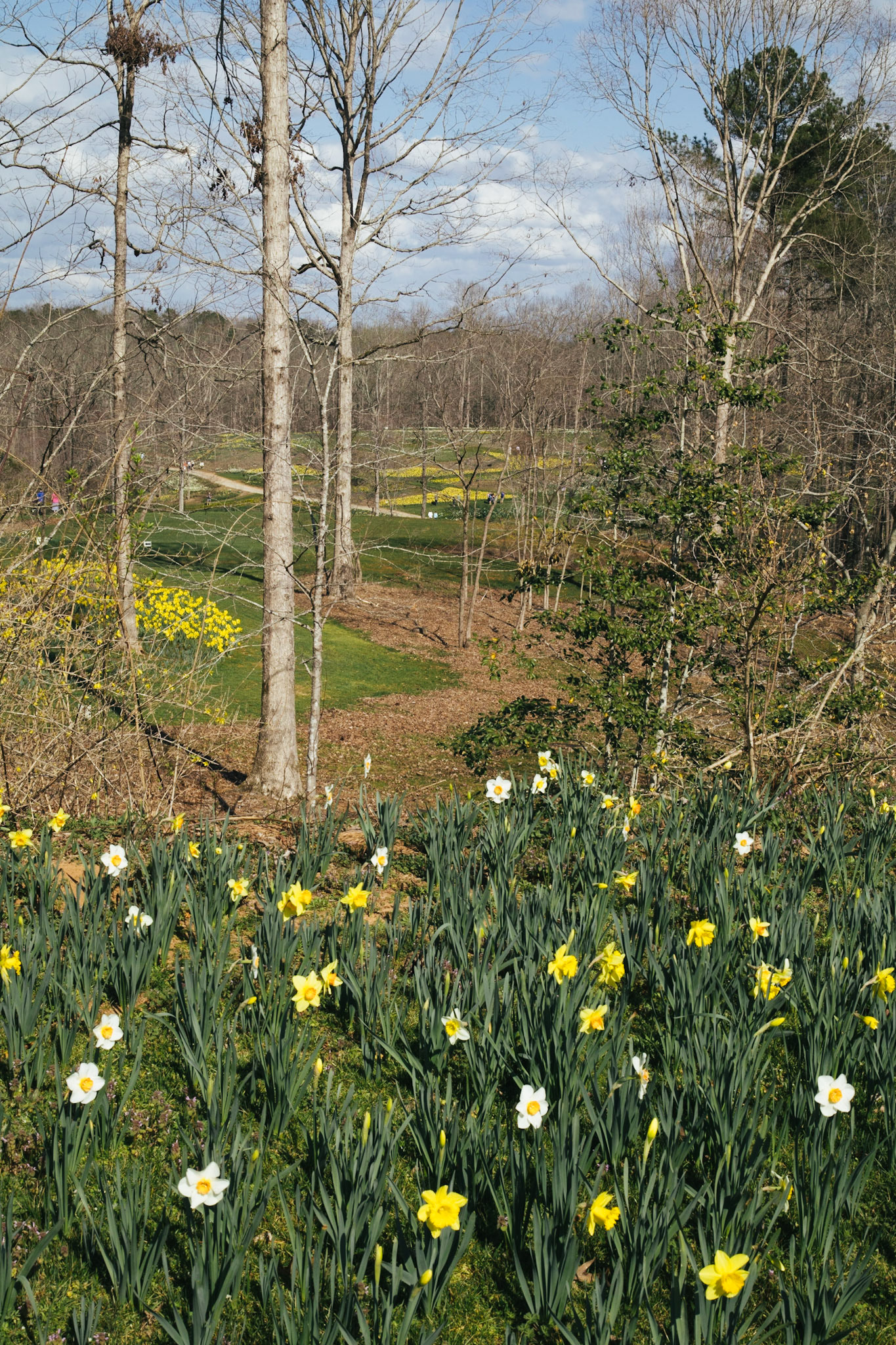 Daffodil Paths