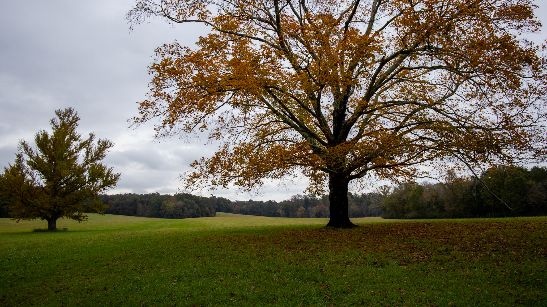Autumn Leaves