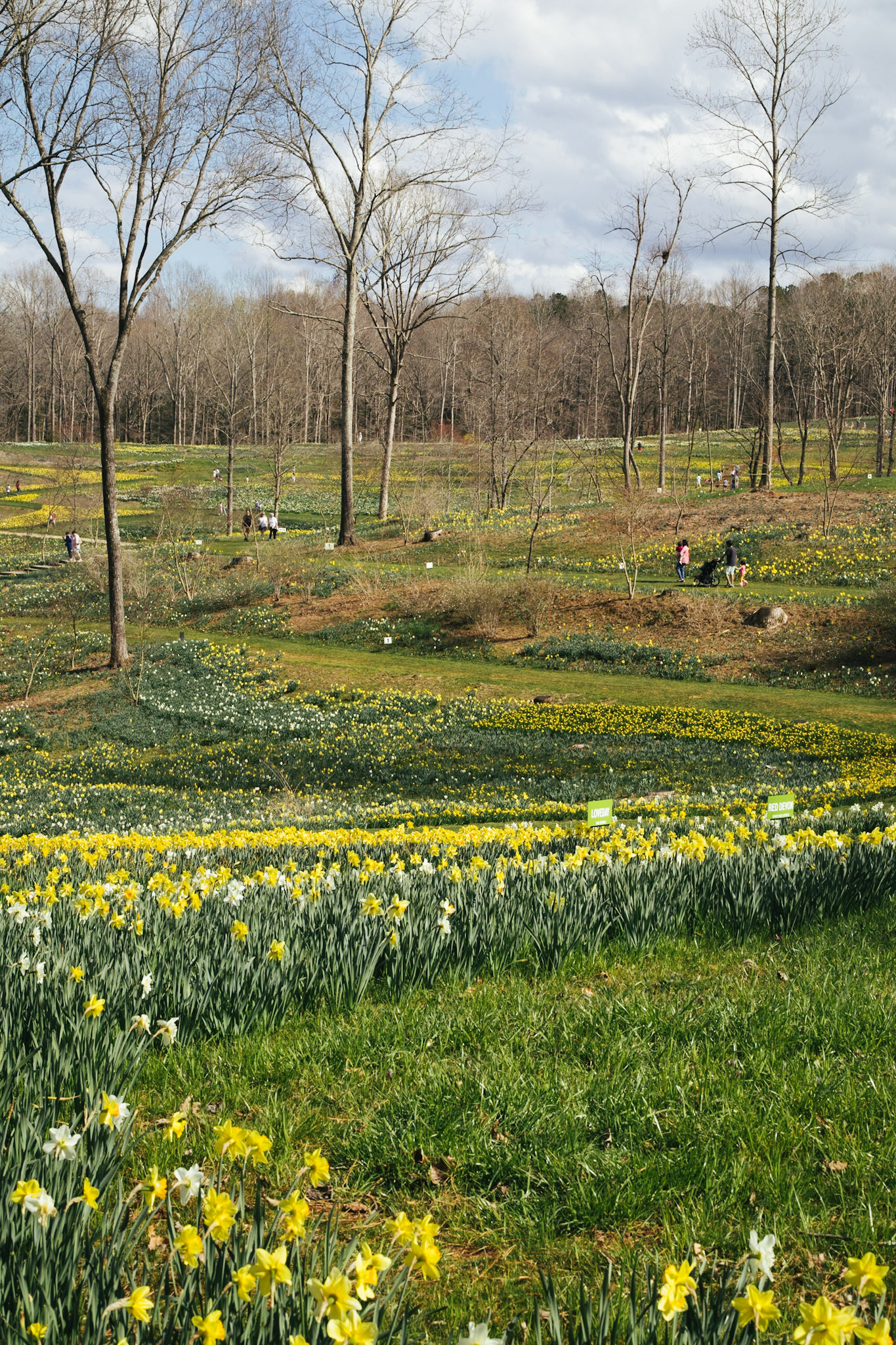 Streams of Daffodils