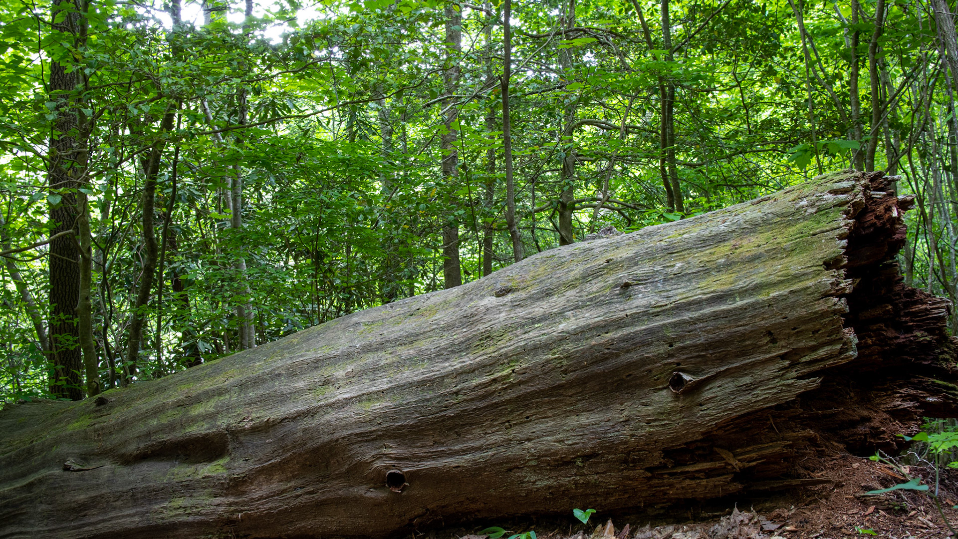 Massive Tree
