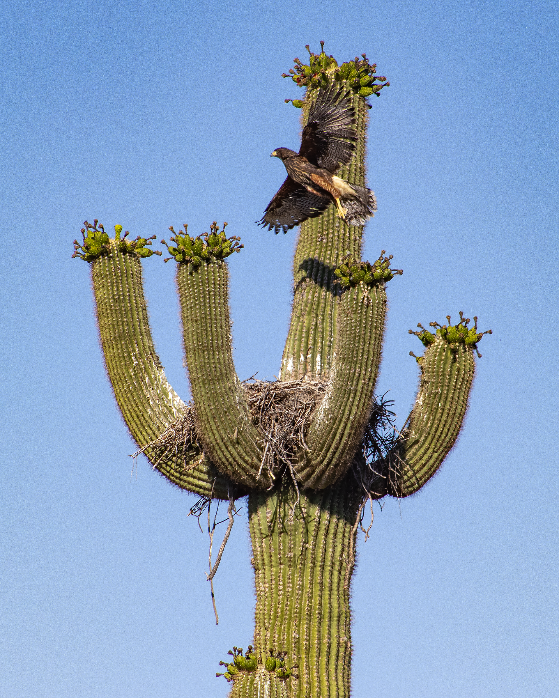 from CRITTER COMFORTS chapter