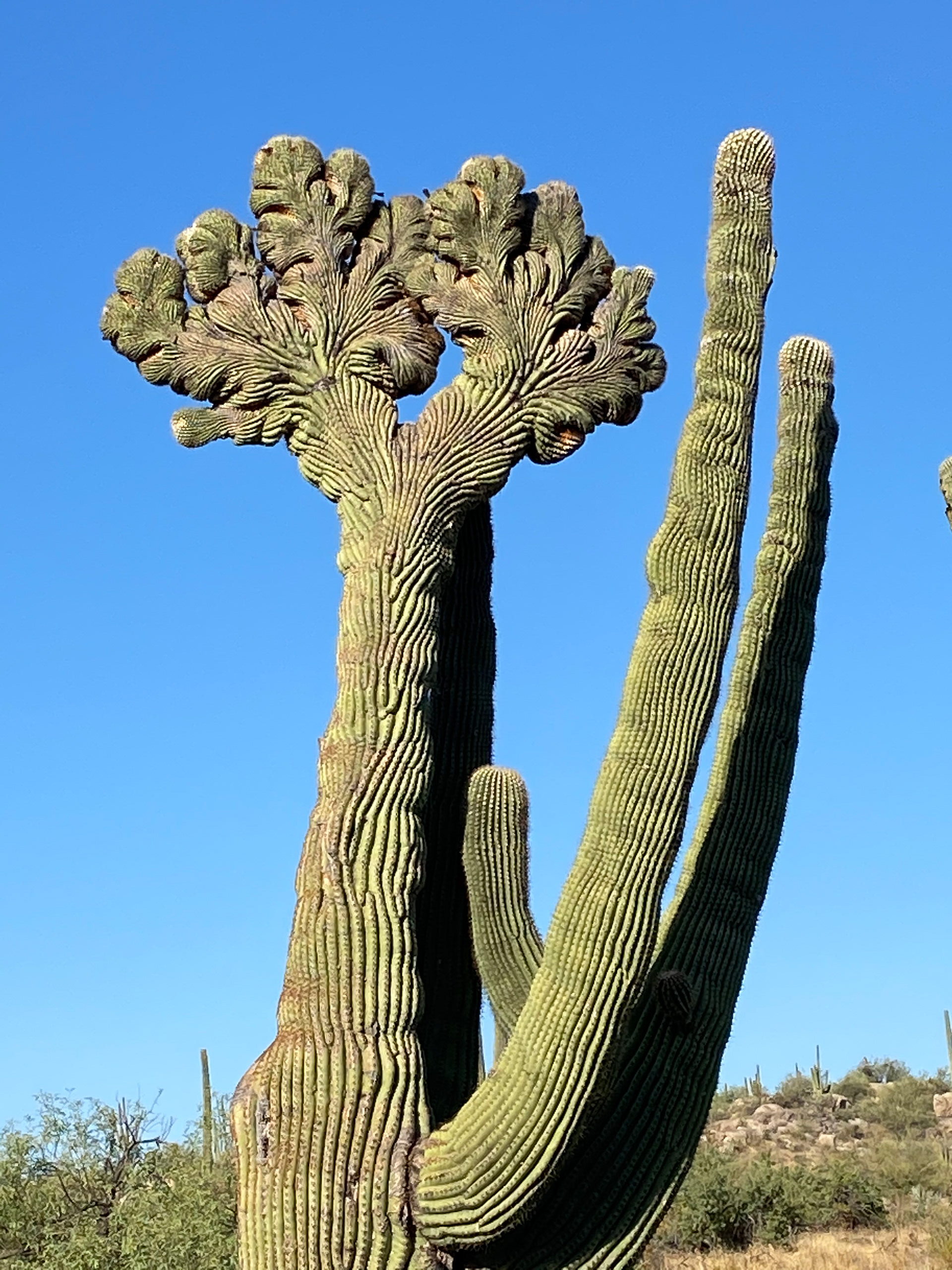 from BIZARRO chapter