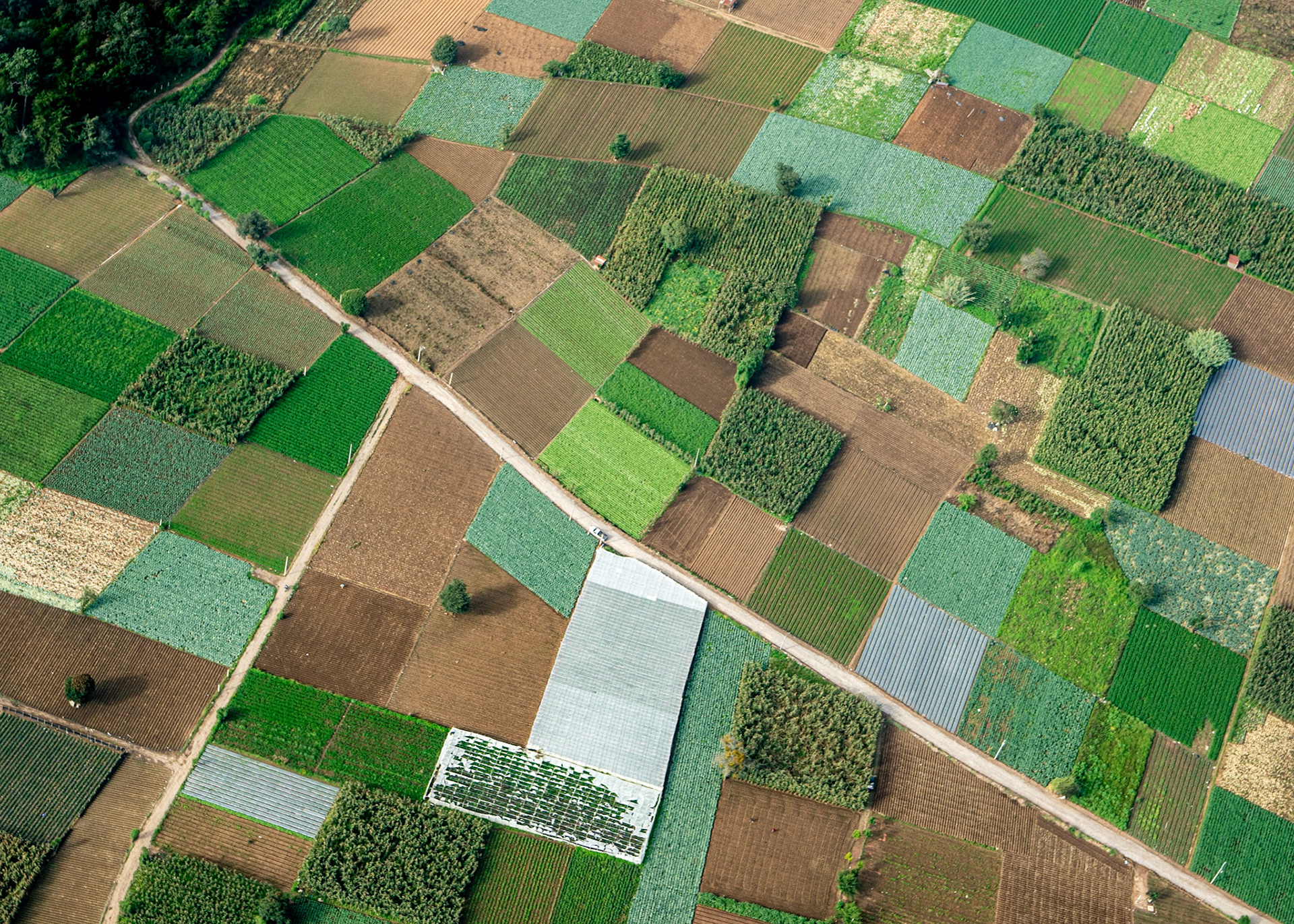 Campos de cultivo