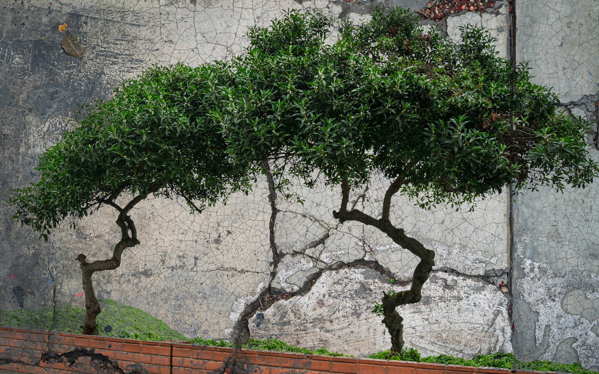 Lima arriba / Lima abajo XI